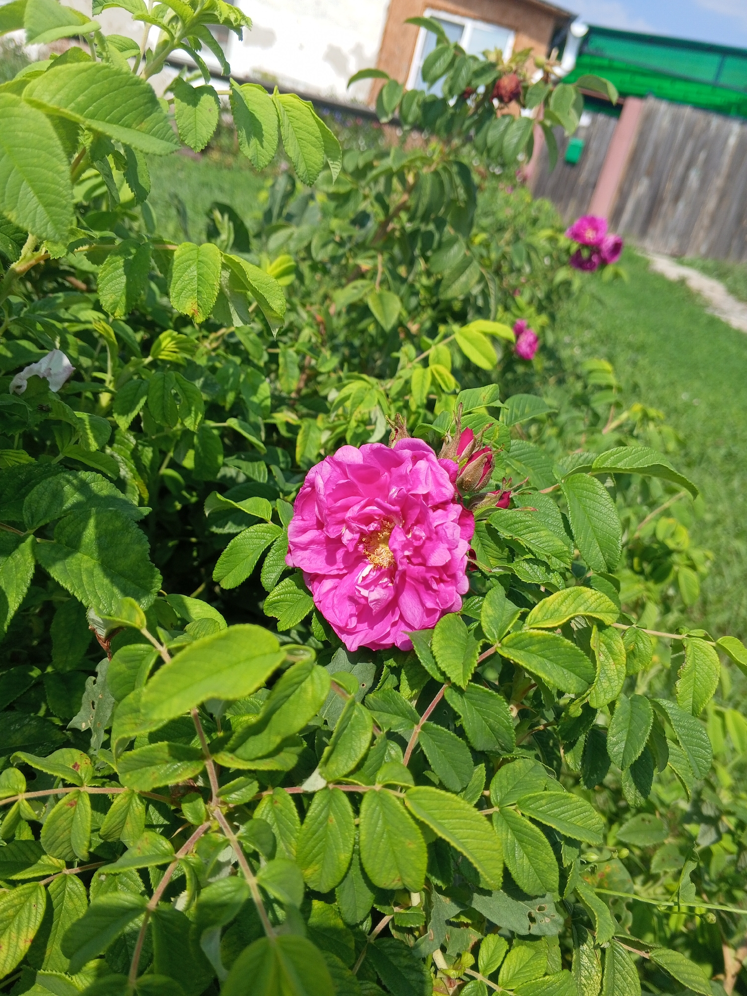 Sunny morning garden walk through flowers, wild plants, and foliage