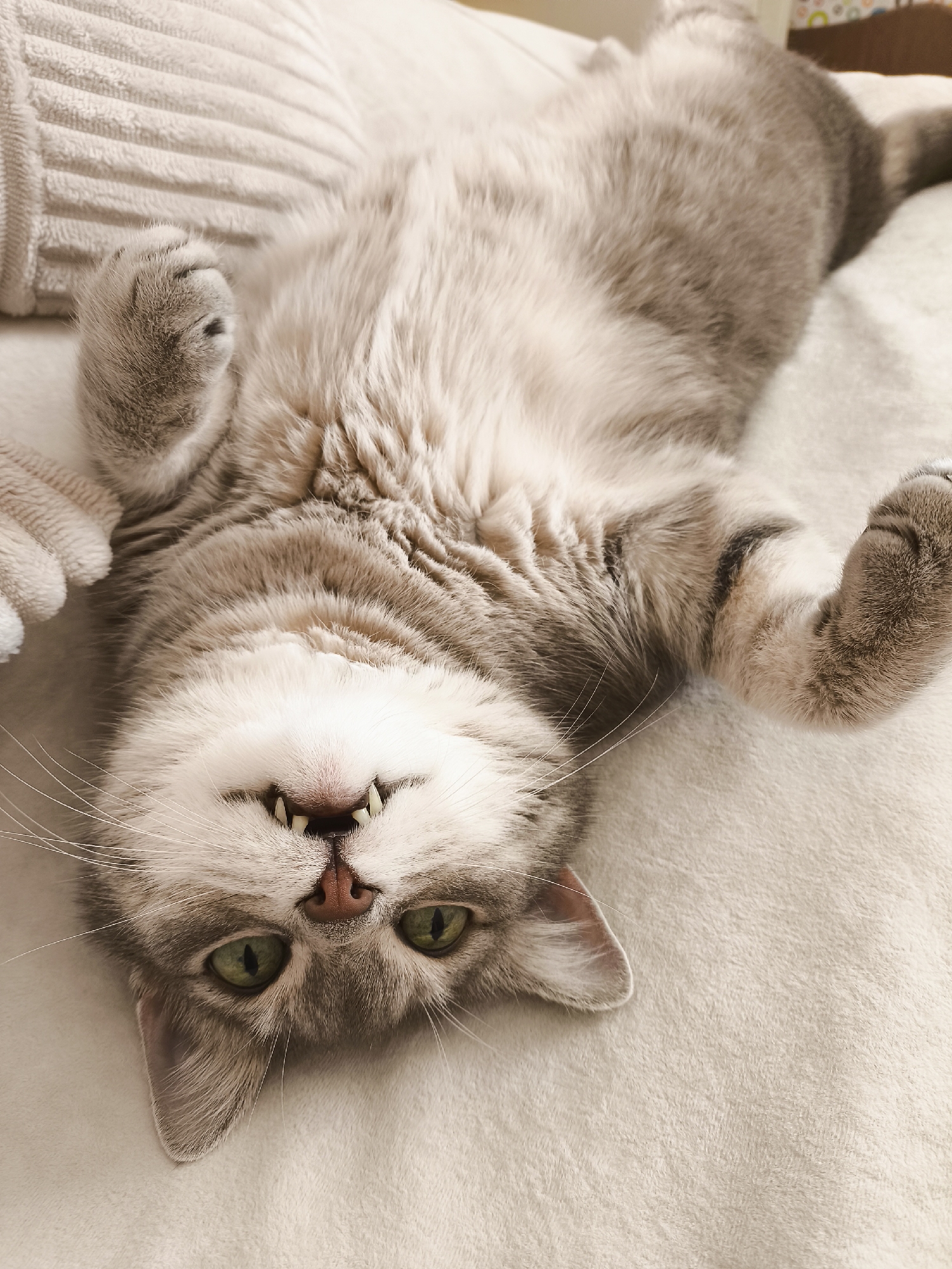 Gray tabby cat cycles through every possible relaxed pose indoors
