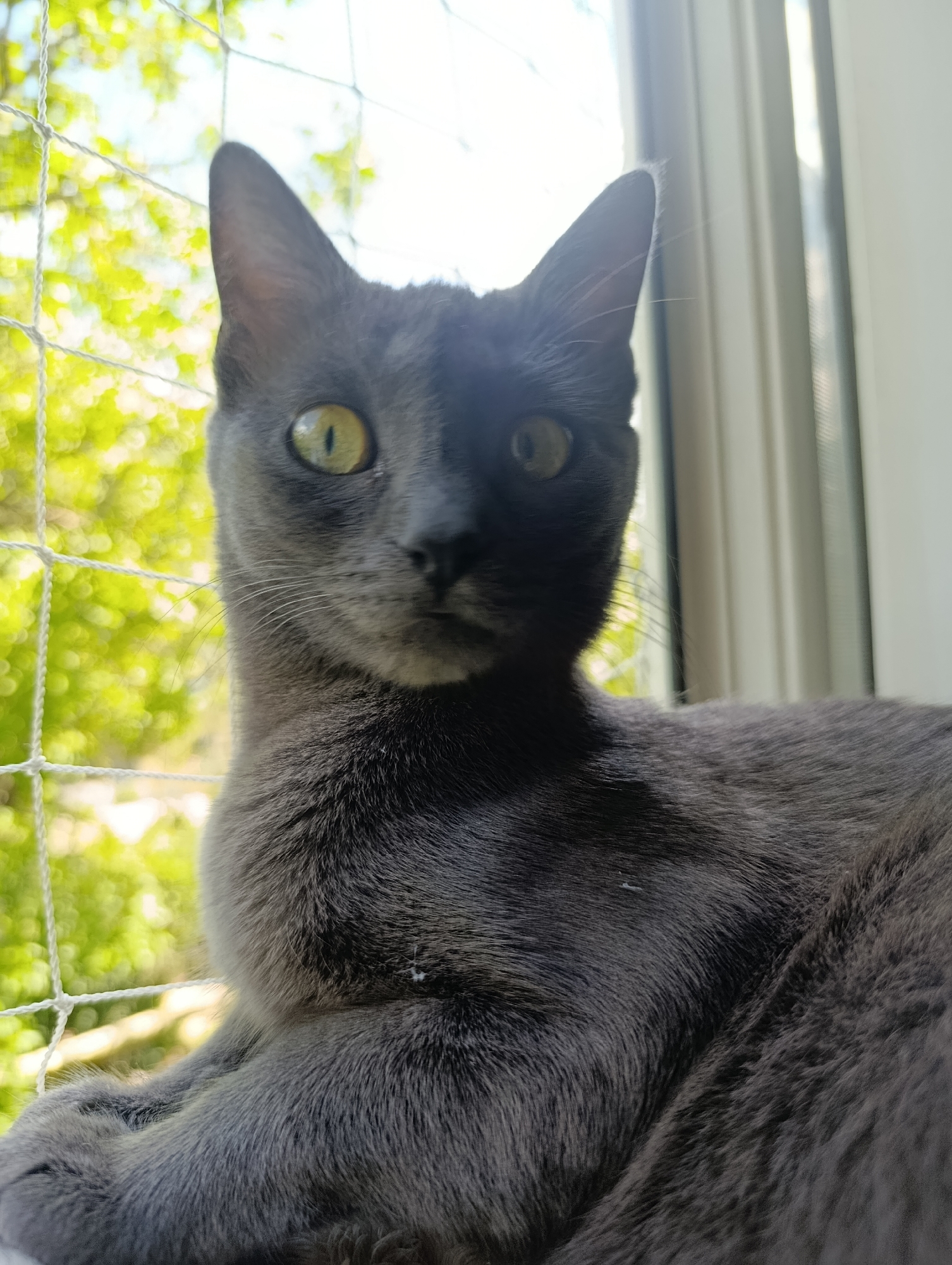 Grey cat holds eye contact by a sunlit window