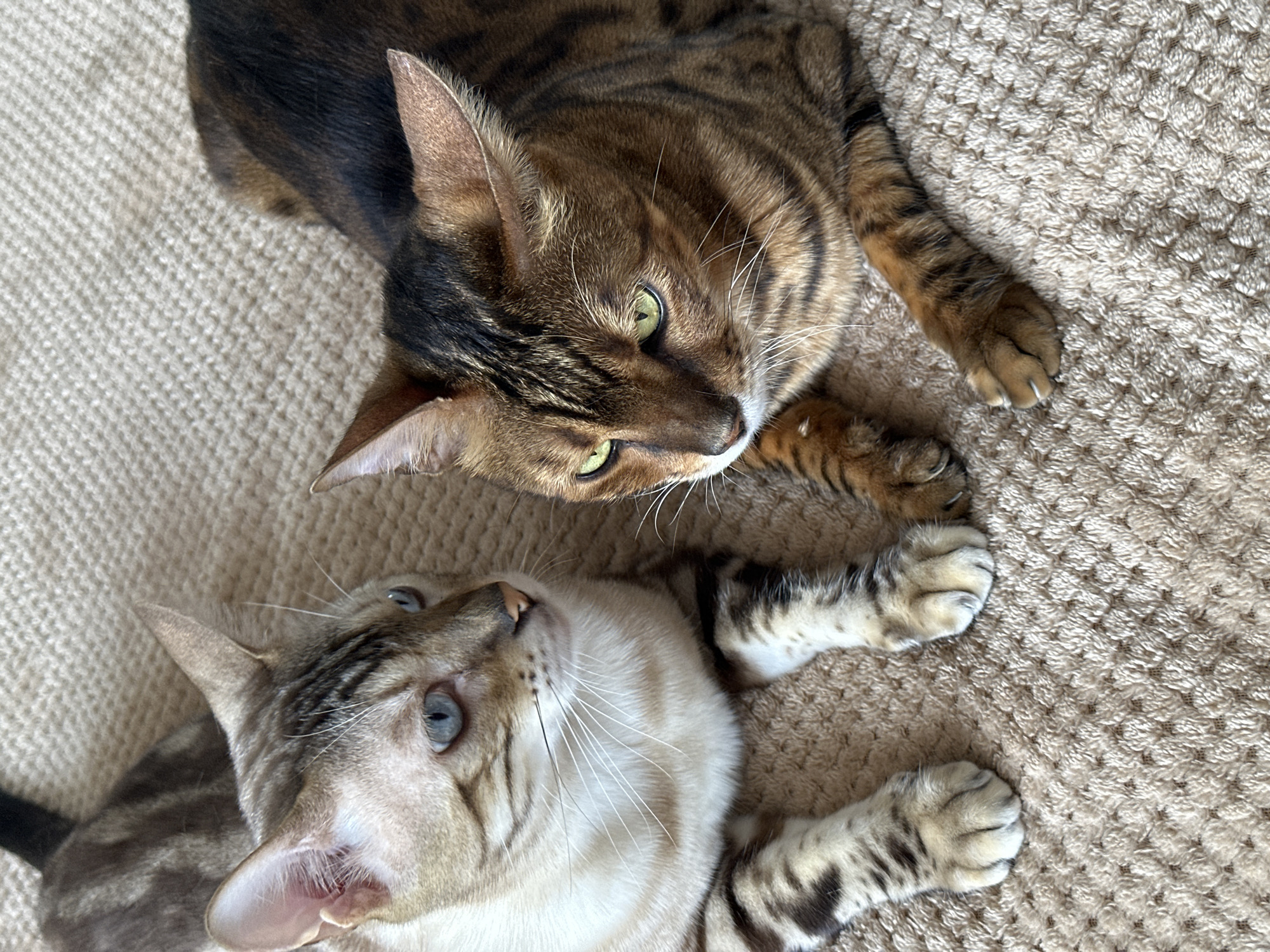Two Bengal cats at home, carpet to windowsill