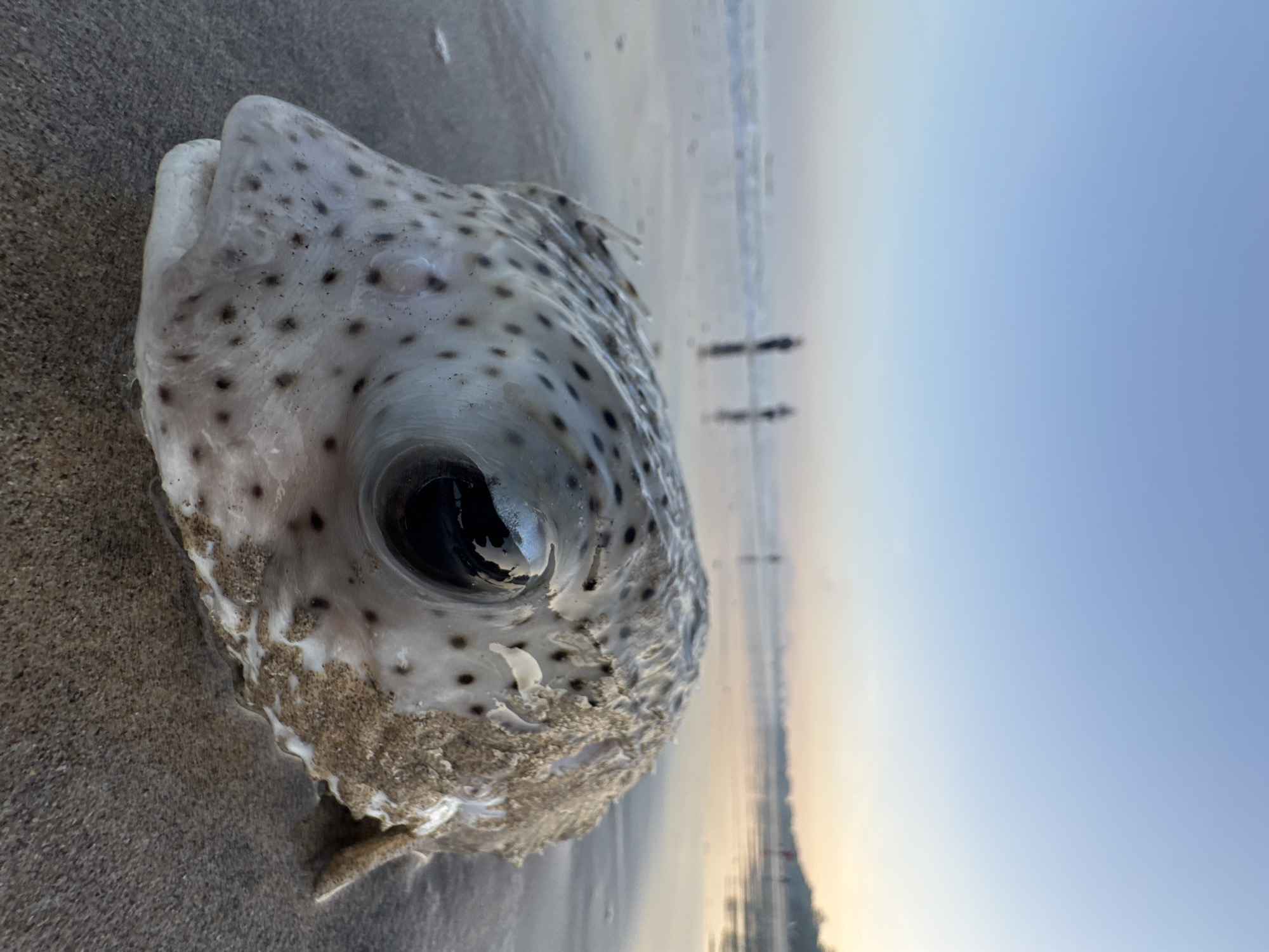 Dead pufferfish washes ashore at Kuta beach amid fishing activity