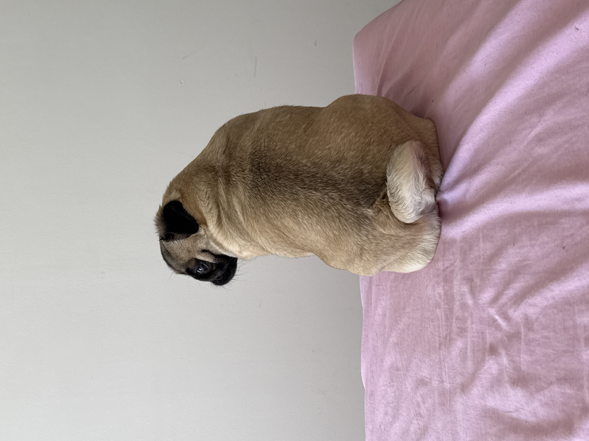 Pugs doing pug things on pink bedding