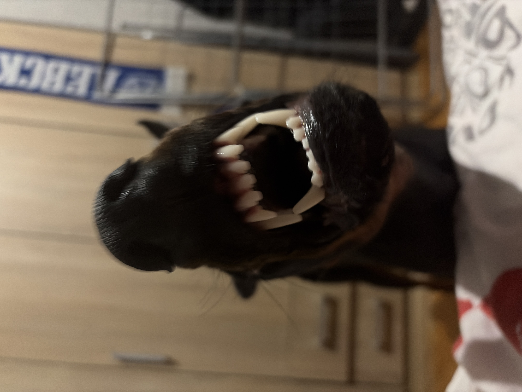 Sofia resident captures intimate dog moments over one hour
