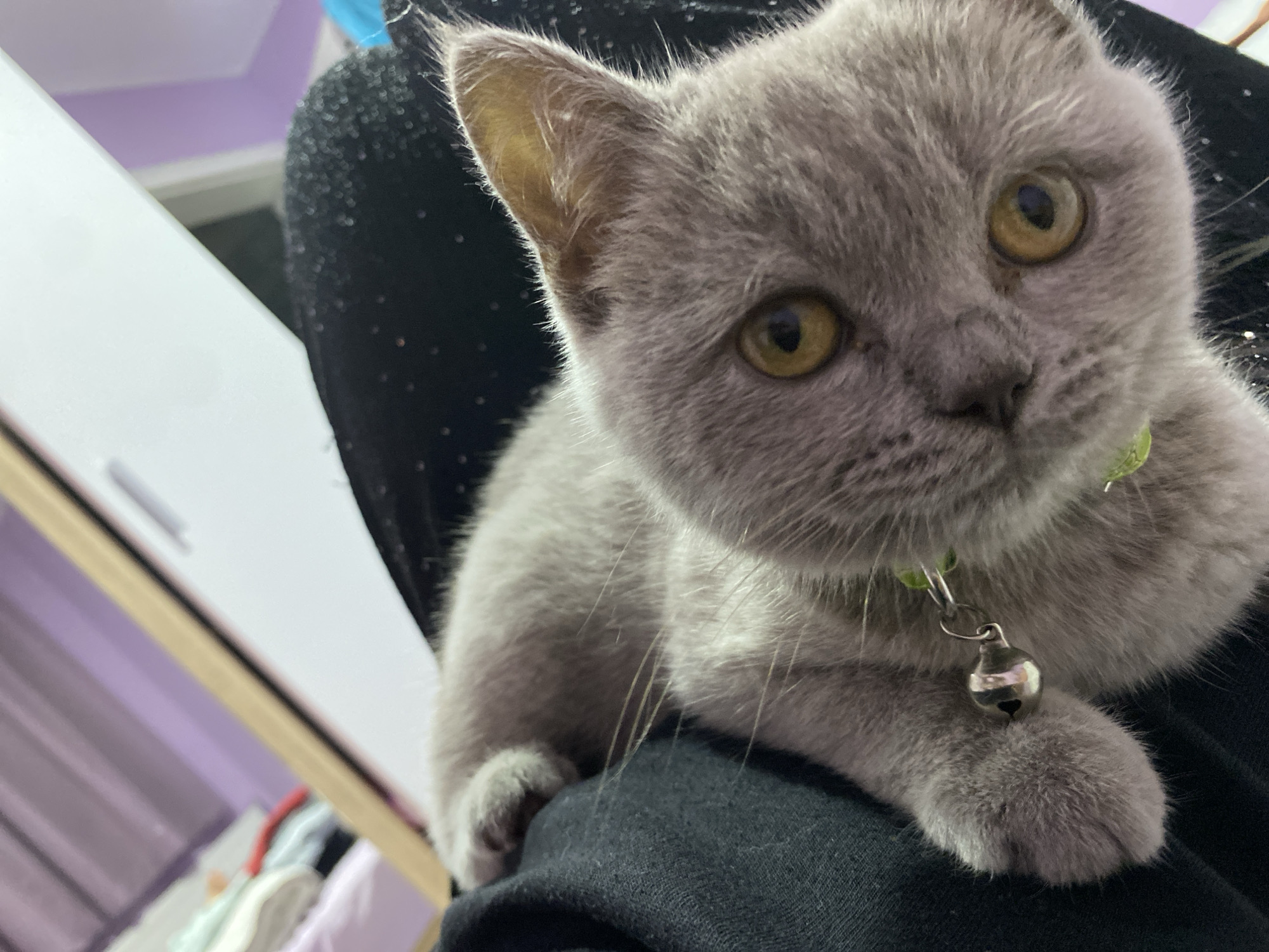 Grey British Shorthair kitten settles into a cozy Bulgarian bedroom