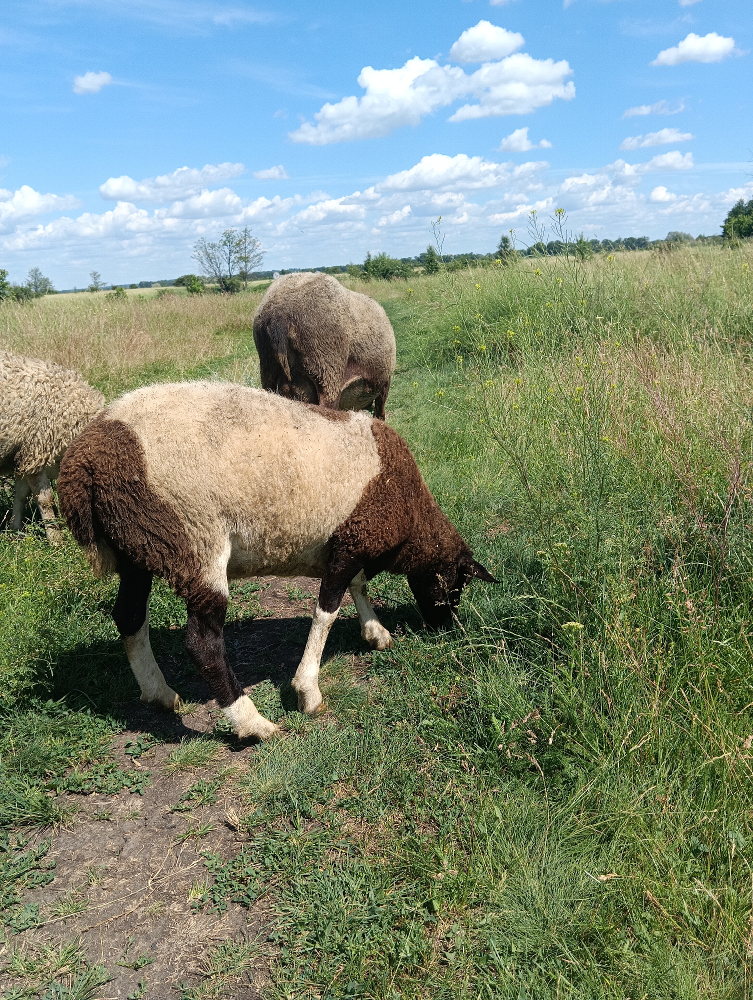 Sheep flock grazing in rolling countryside fields