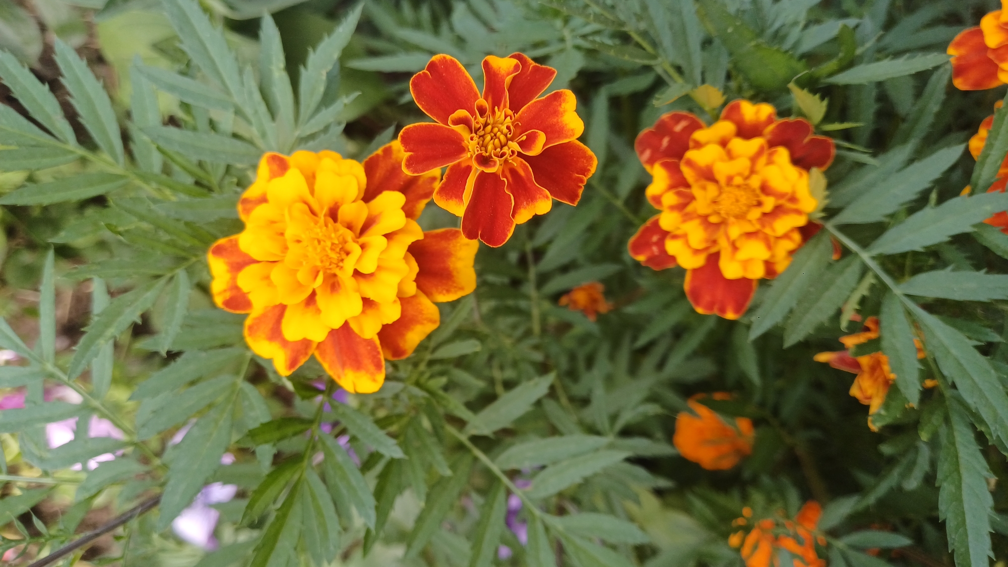 Summer afternoon in Izhevsk: flowers, streets, and cats