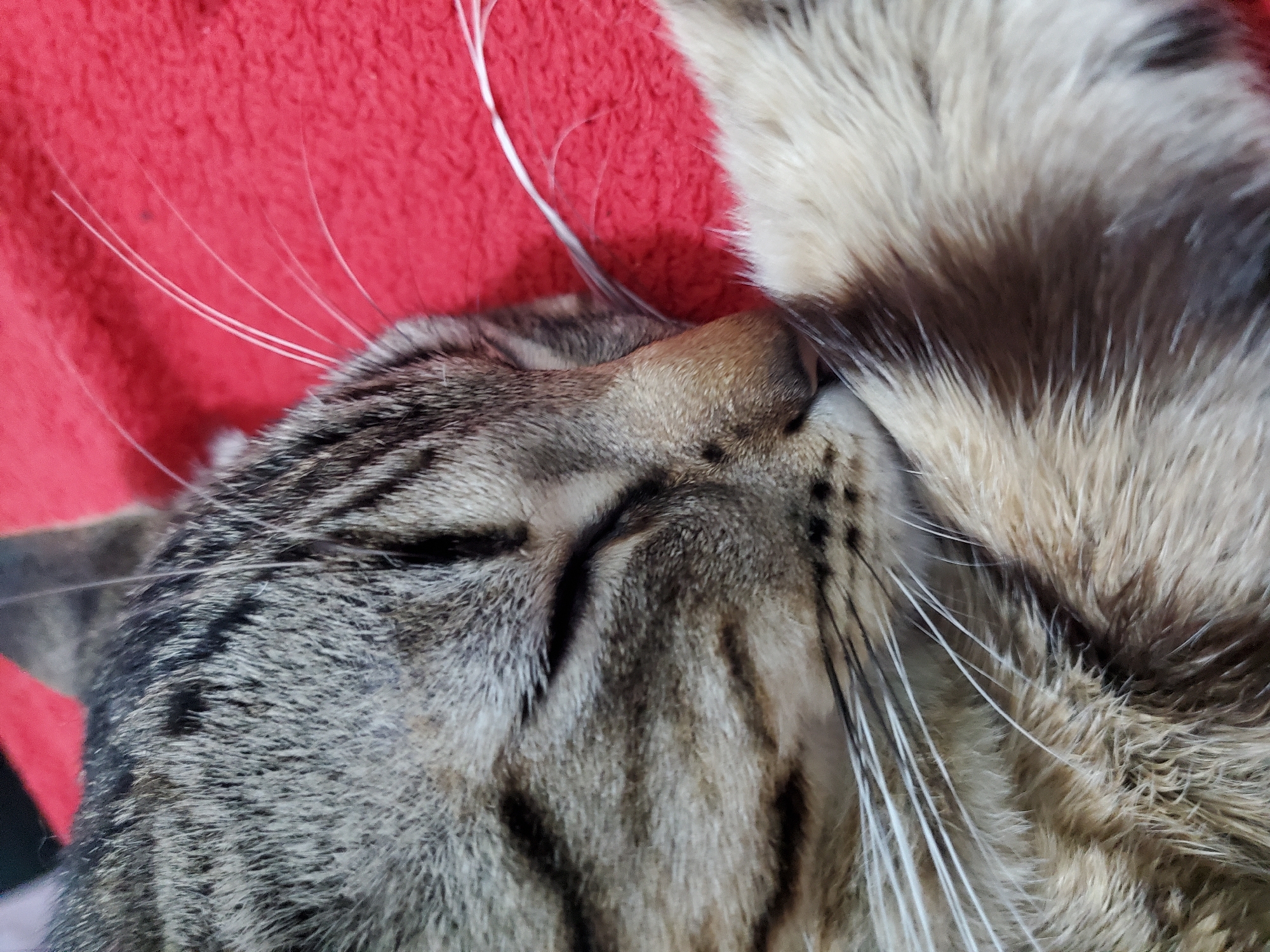 Tabby cat photographed sleeping on red surfaces in Curitiba