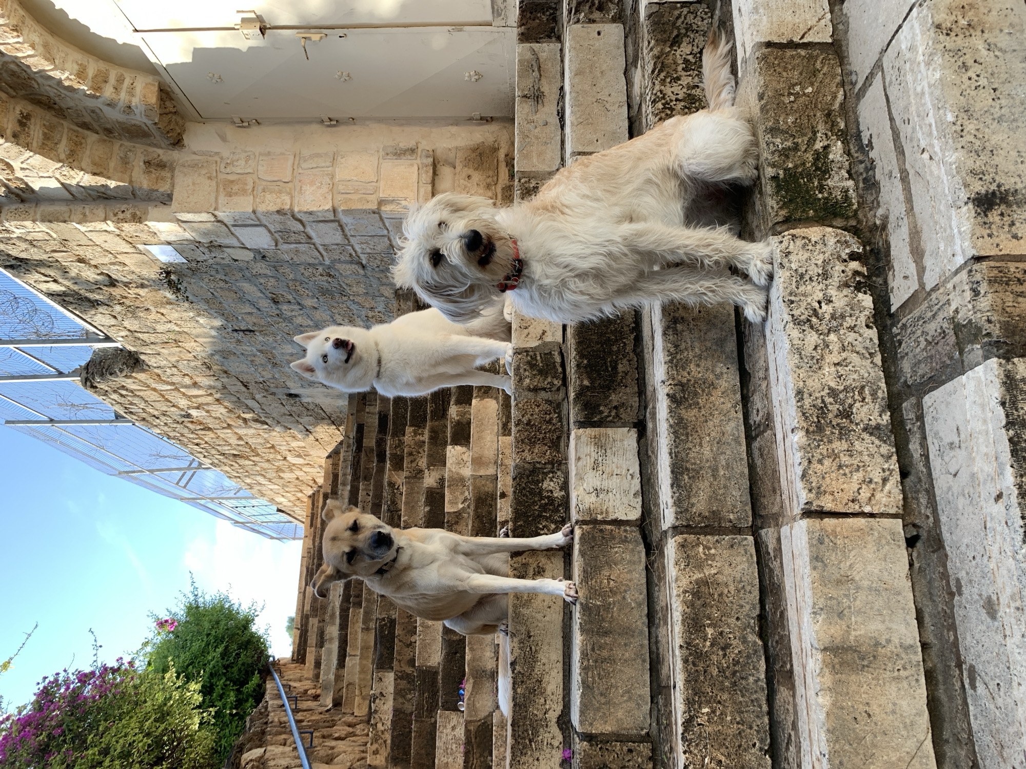 Street animals and coastal scenes documented in Tel Aviv's Jaffa