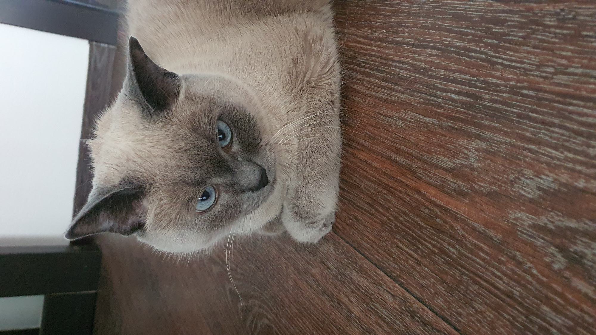 Siamese cat lounging on a wooden floor in Krasnoyarsk