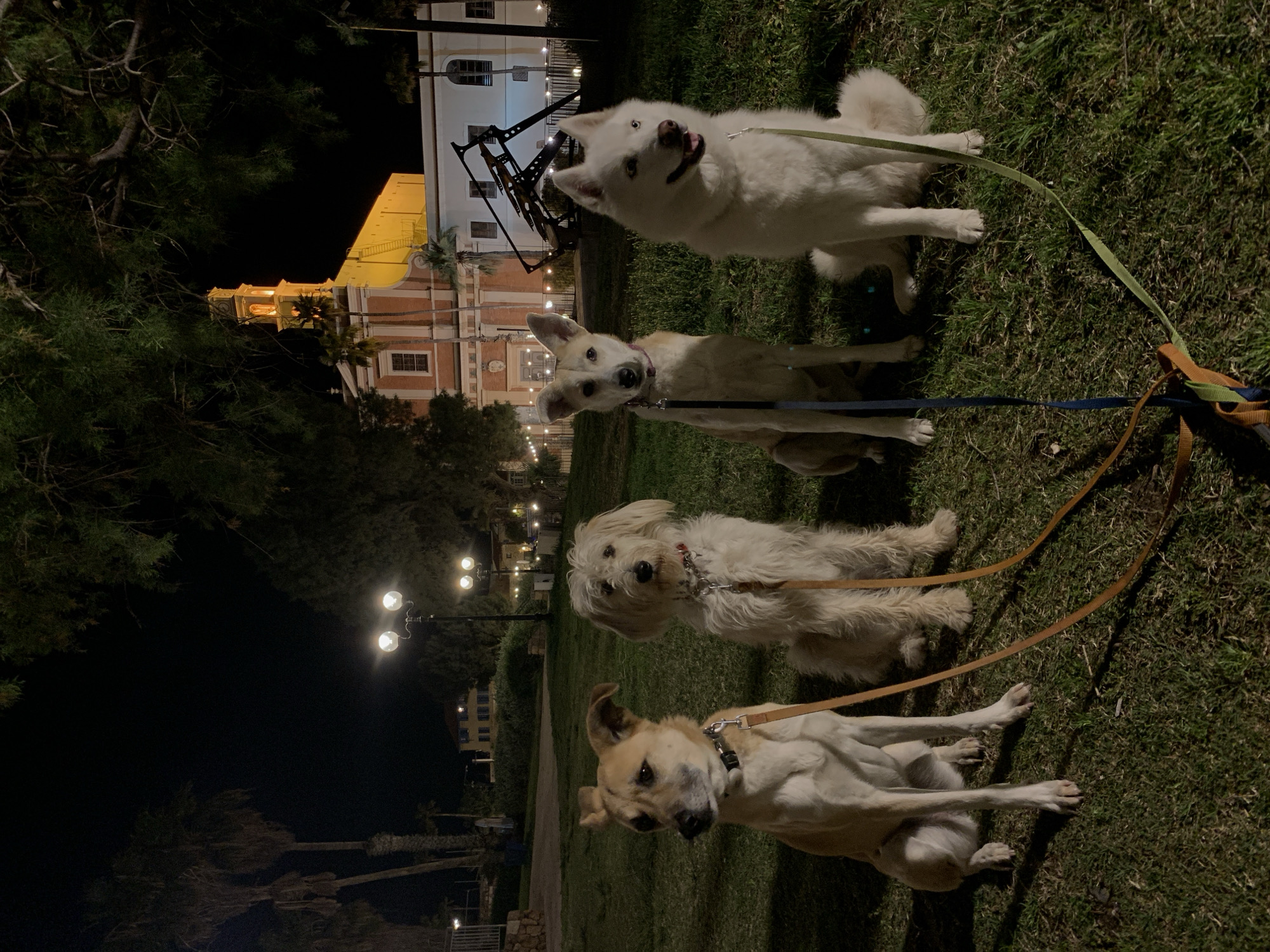 Four leashed dogs sit on Tel Aviv grass at night