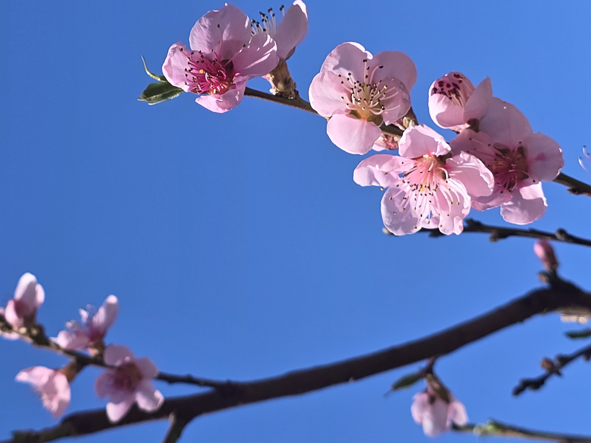 Spring blossoms bloom in Berkovitsa, Bulgaria on sunny April day