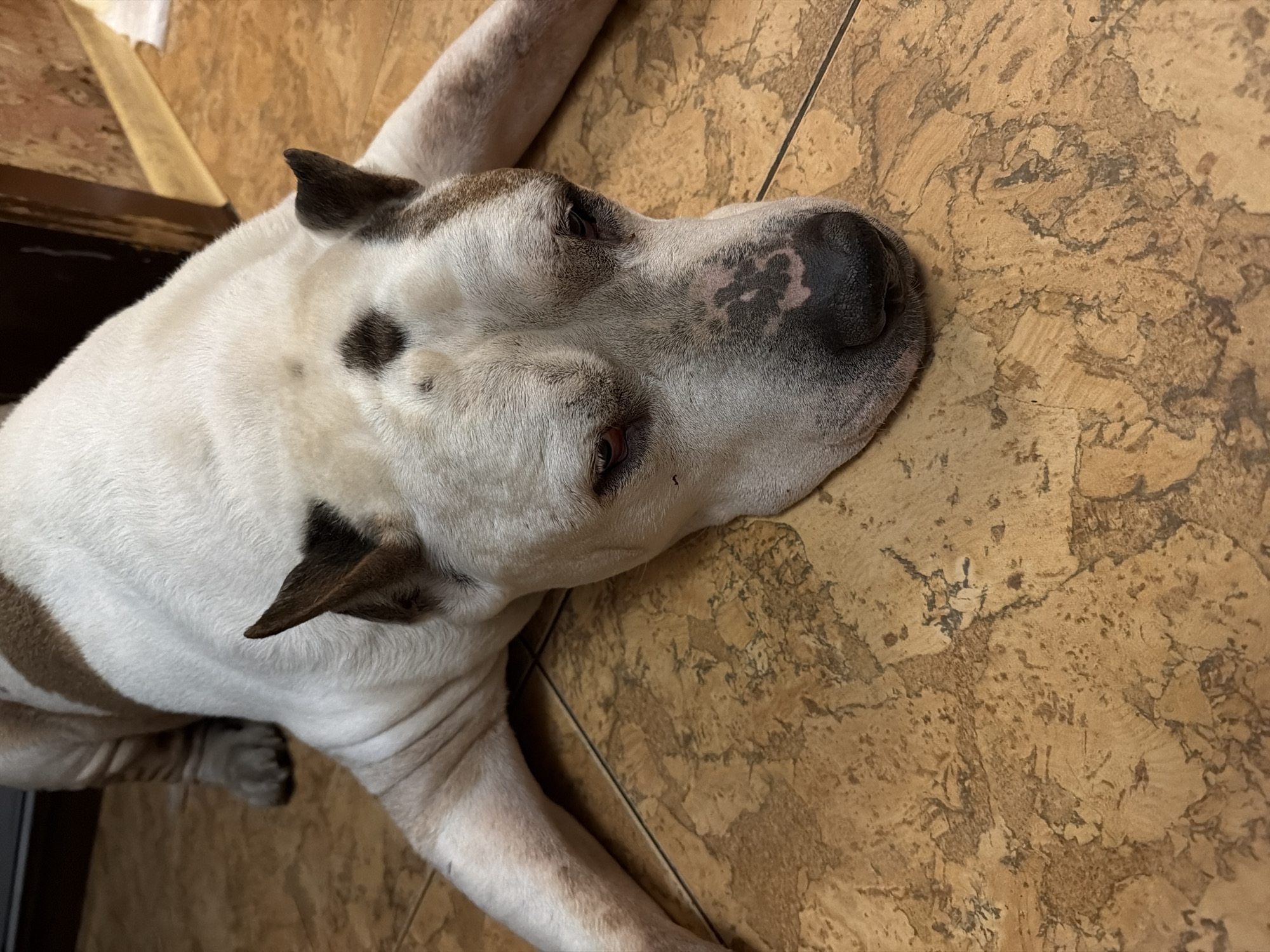 Casual moments captured in Krasnoyarsk: elevator selfies, resting dog, food