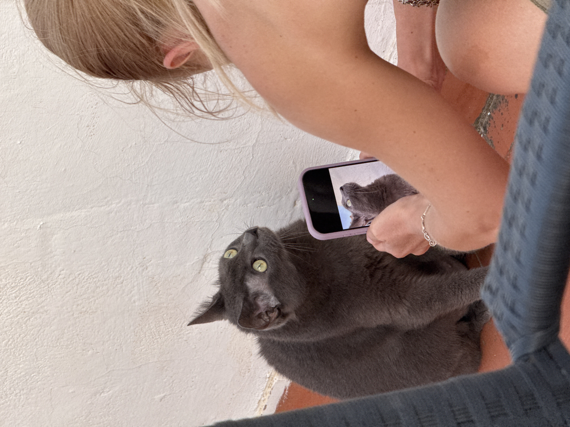 Rooftop animals and summer dusk in Torrevieja