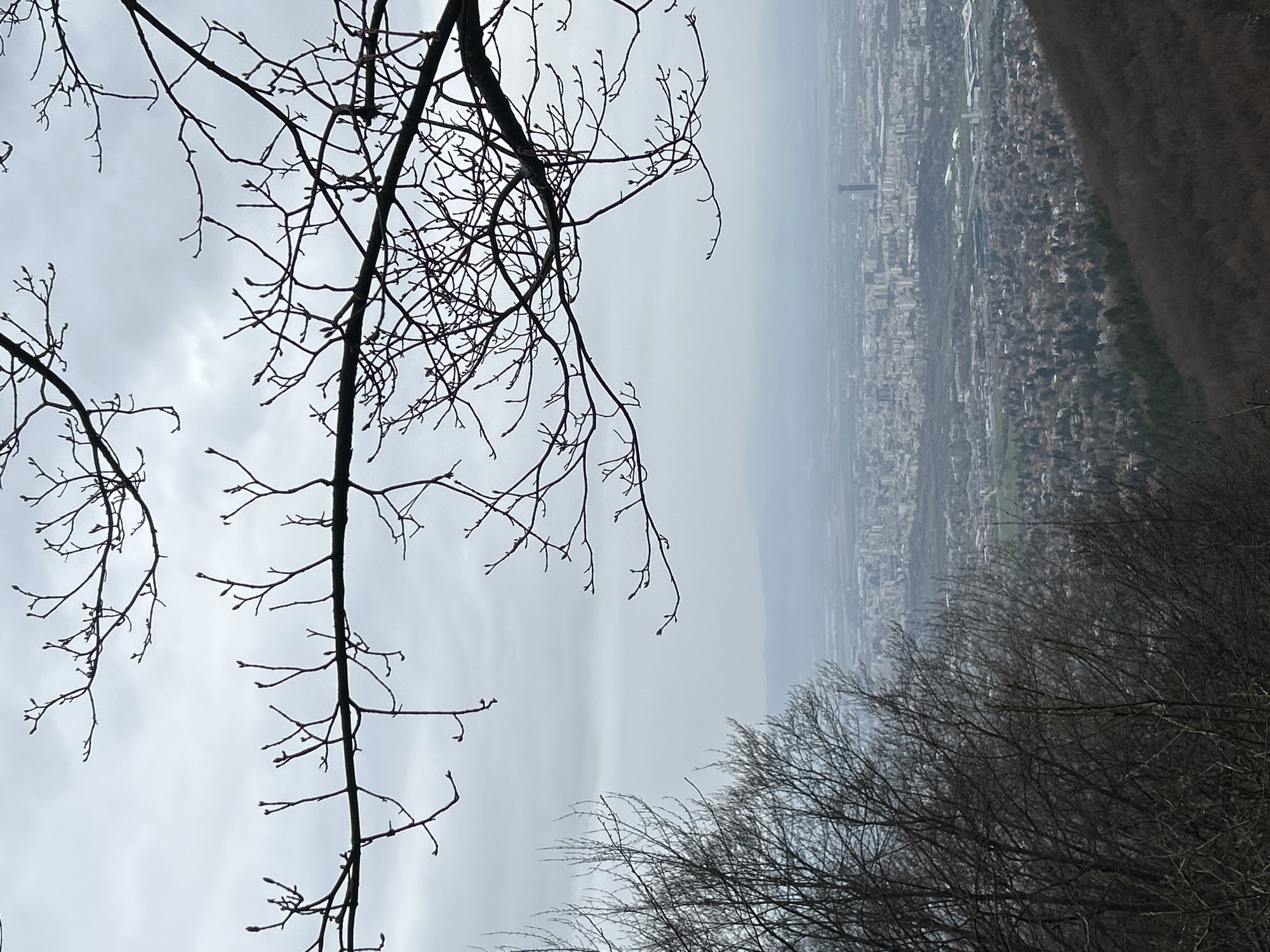Witness documents city overlook, bare forest, salamander during spring afternoon