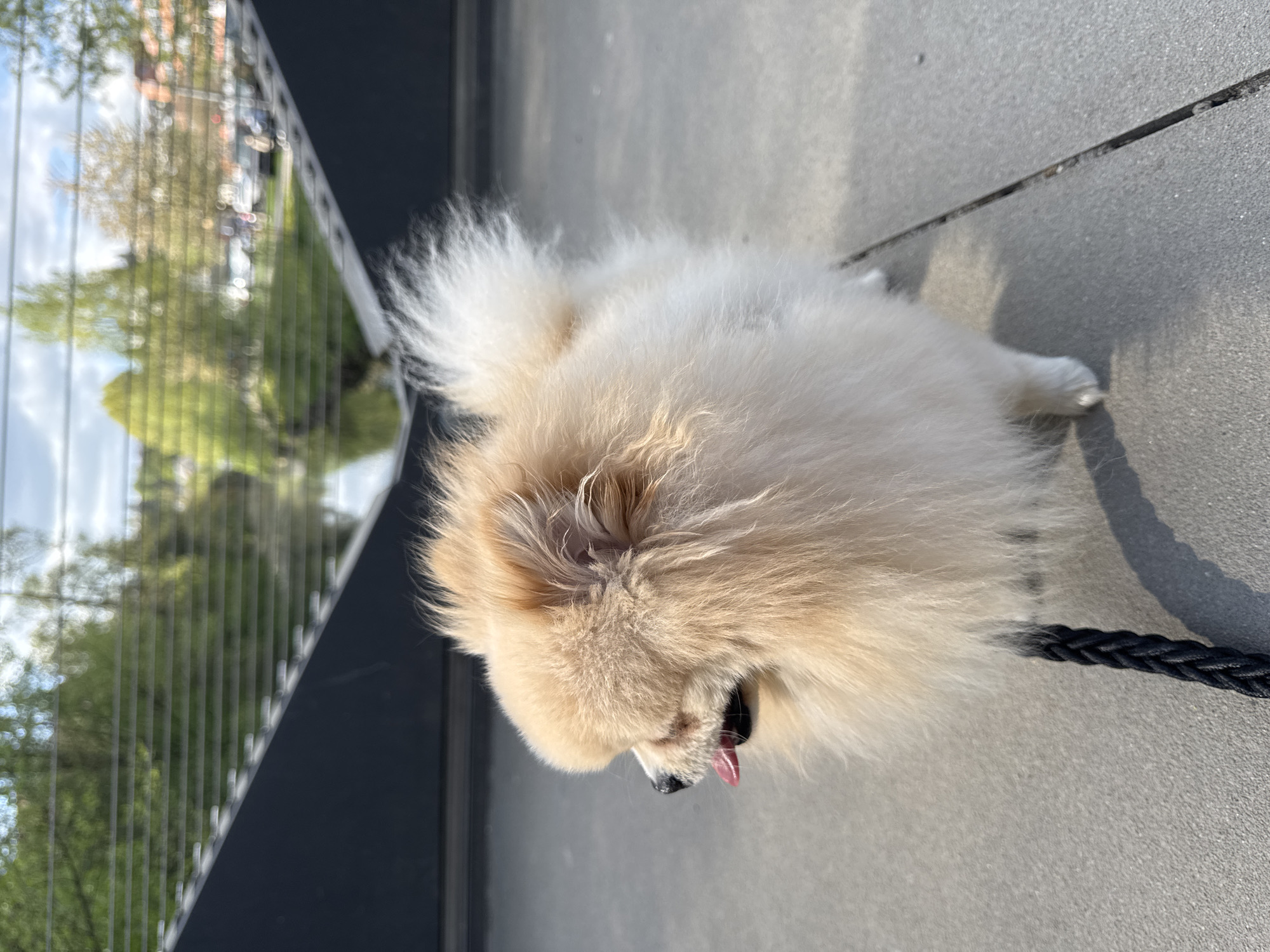 Afternoon stroll with dog and meal documented in Backnang