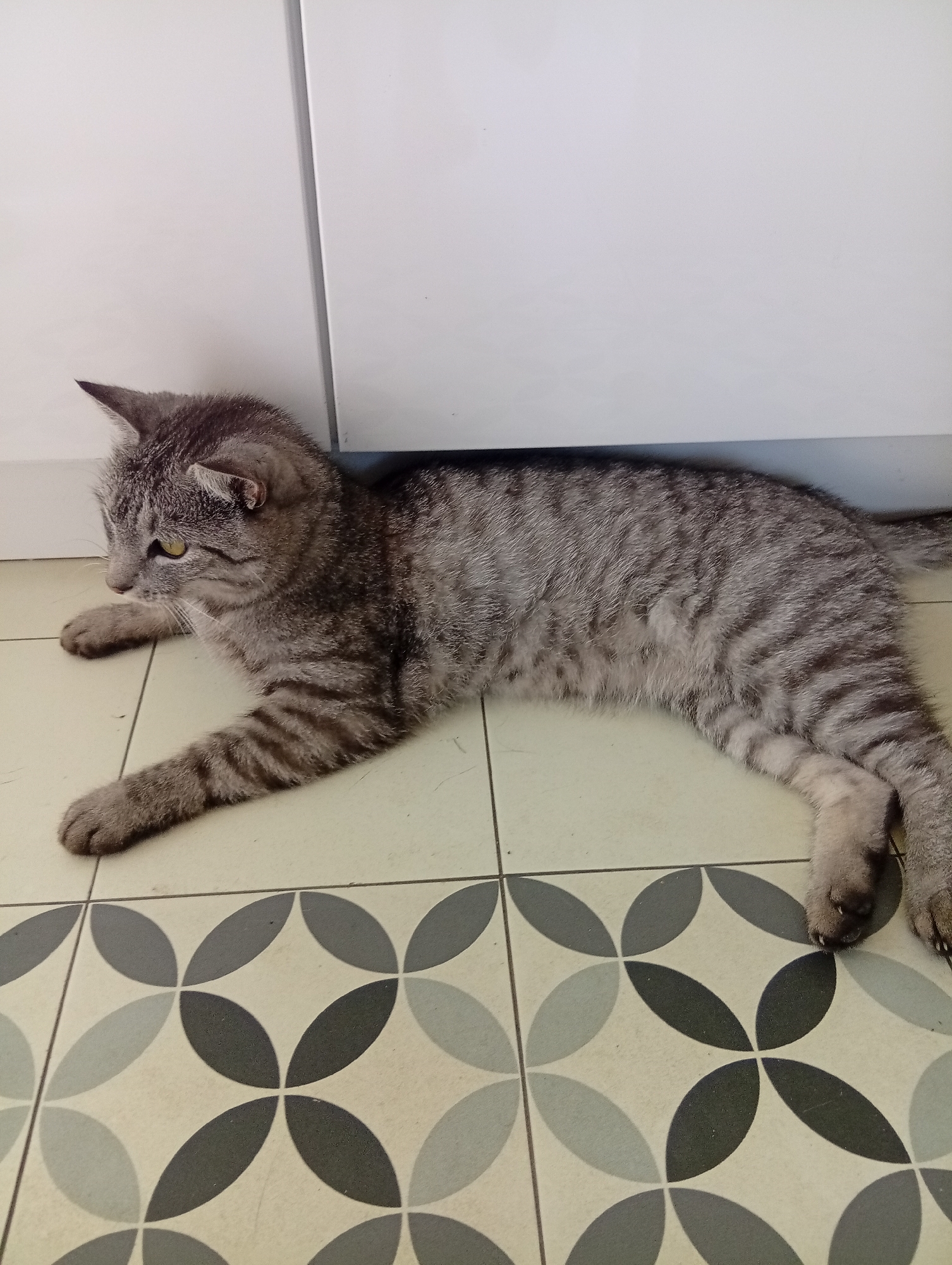 Tabby cats relaxing around a Wrocław apartment on a Sunday morning