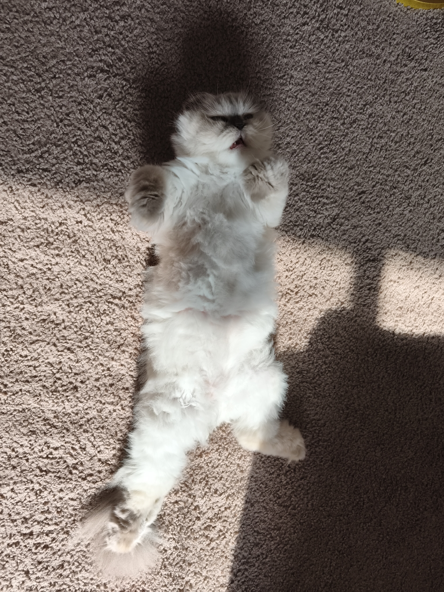 Cats, chocolates, and curiosities from a Columbia home