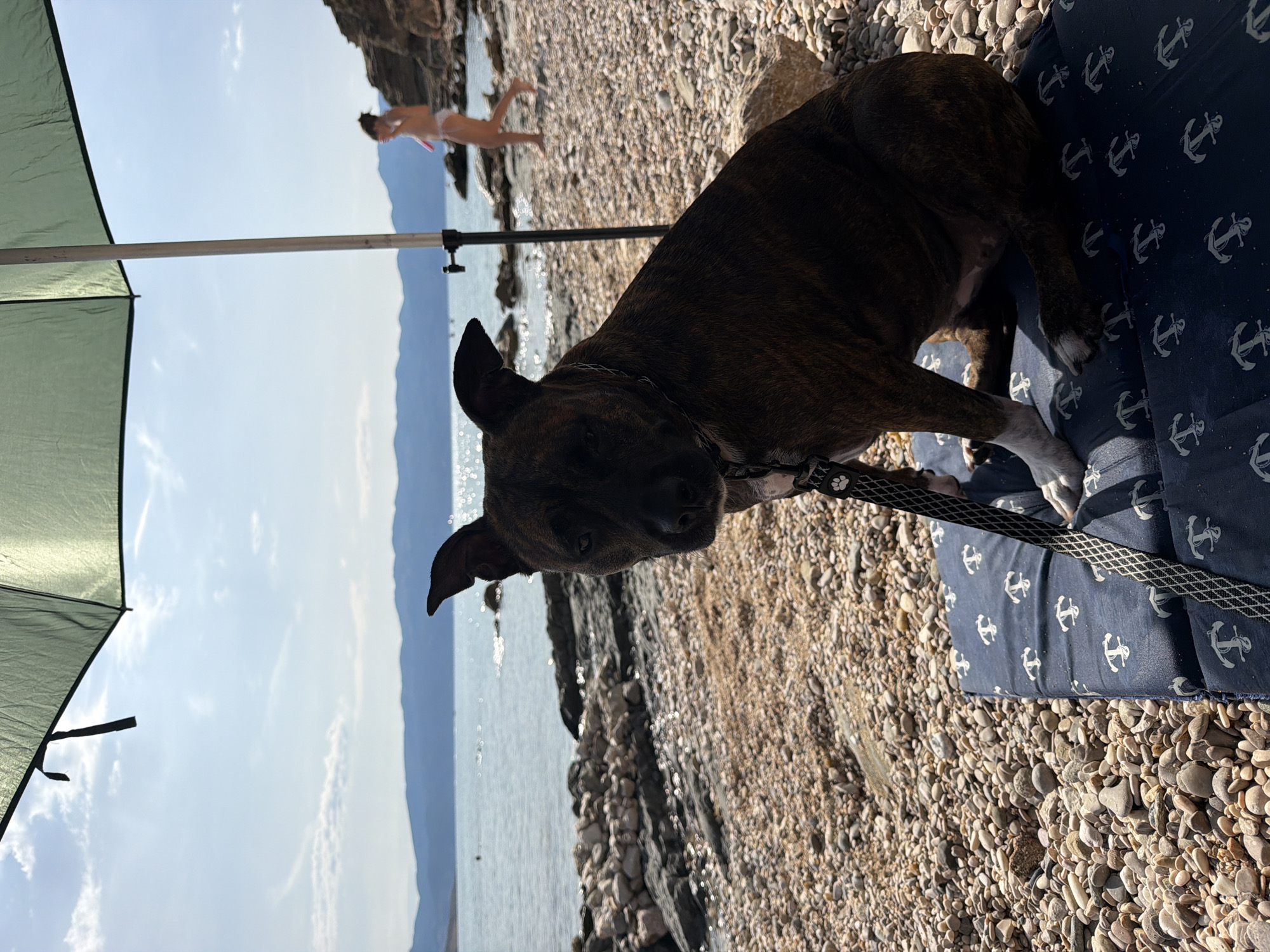 Lazy beach morning in Baška with a dog and calm Adriatic water