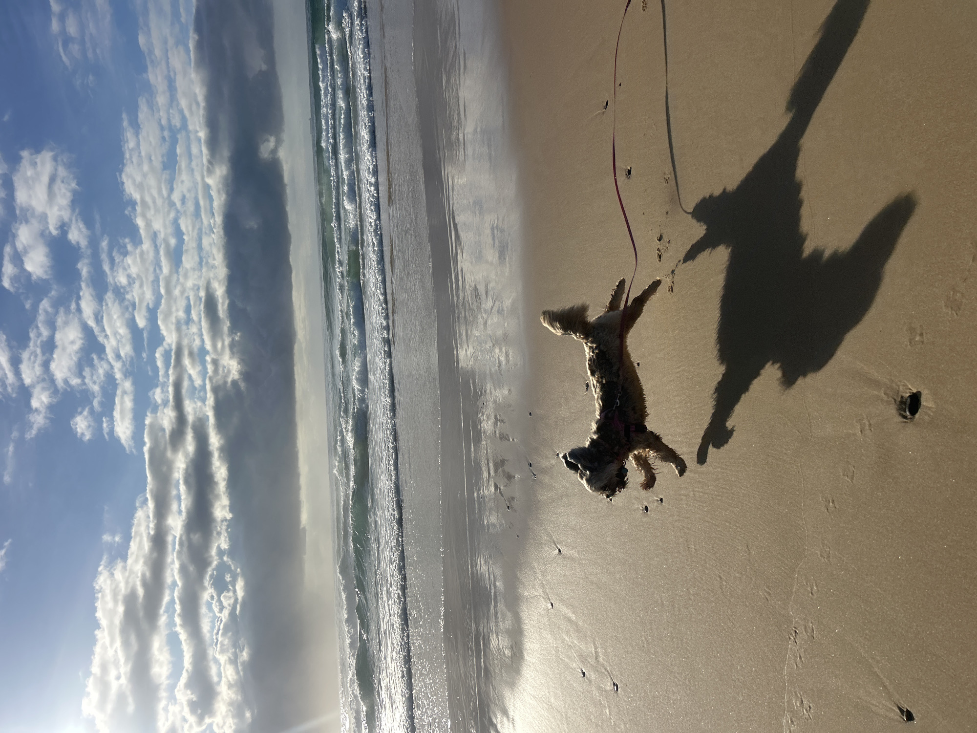Woman walks dog during evening beach visit in Bulli