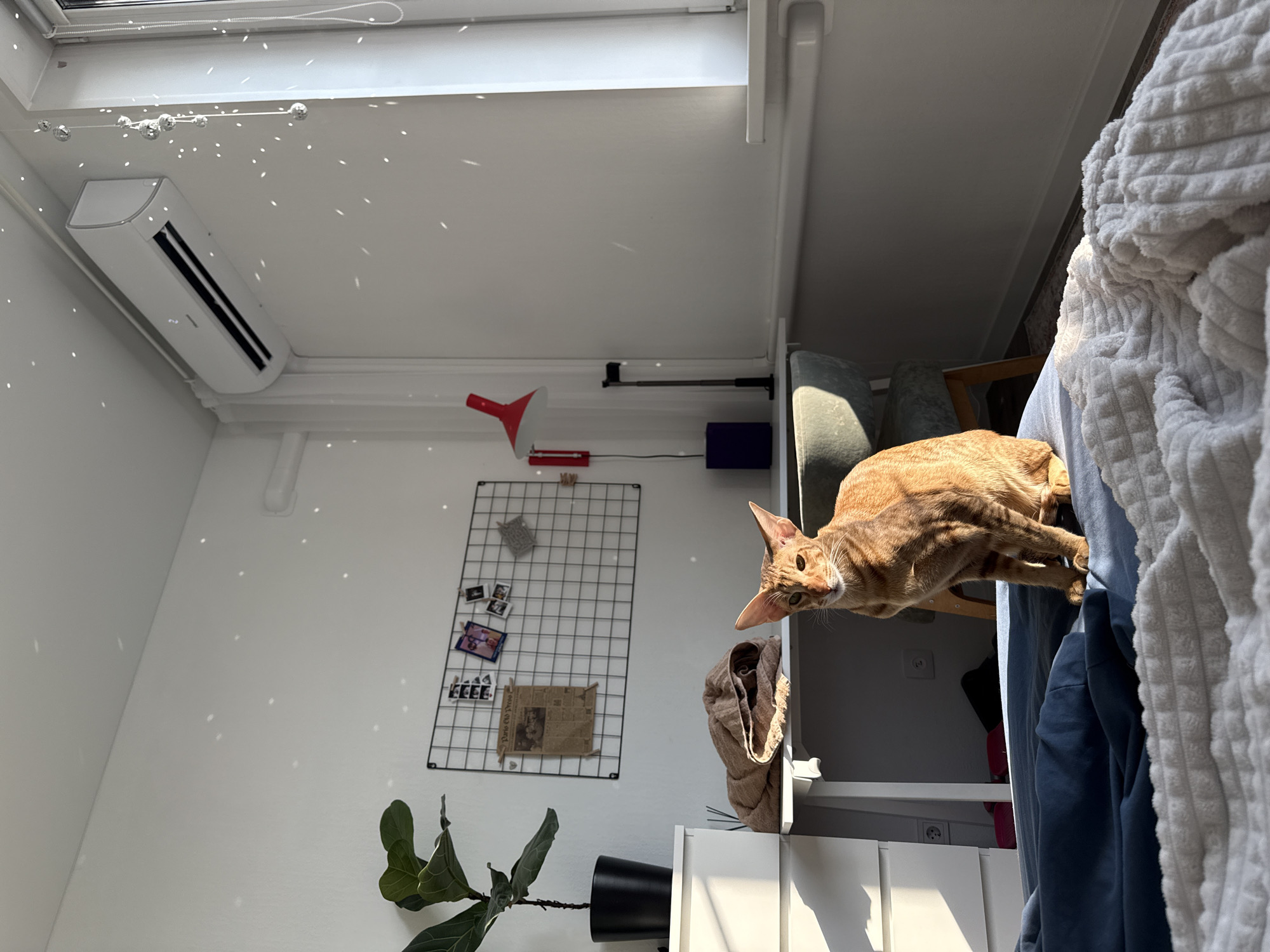 Domestic cats observed in Moscow home interiors