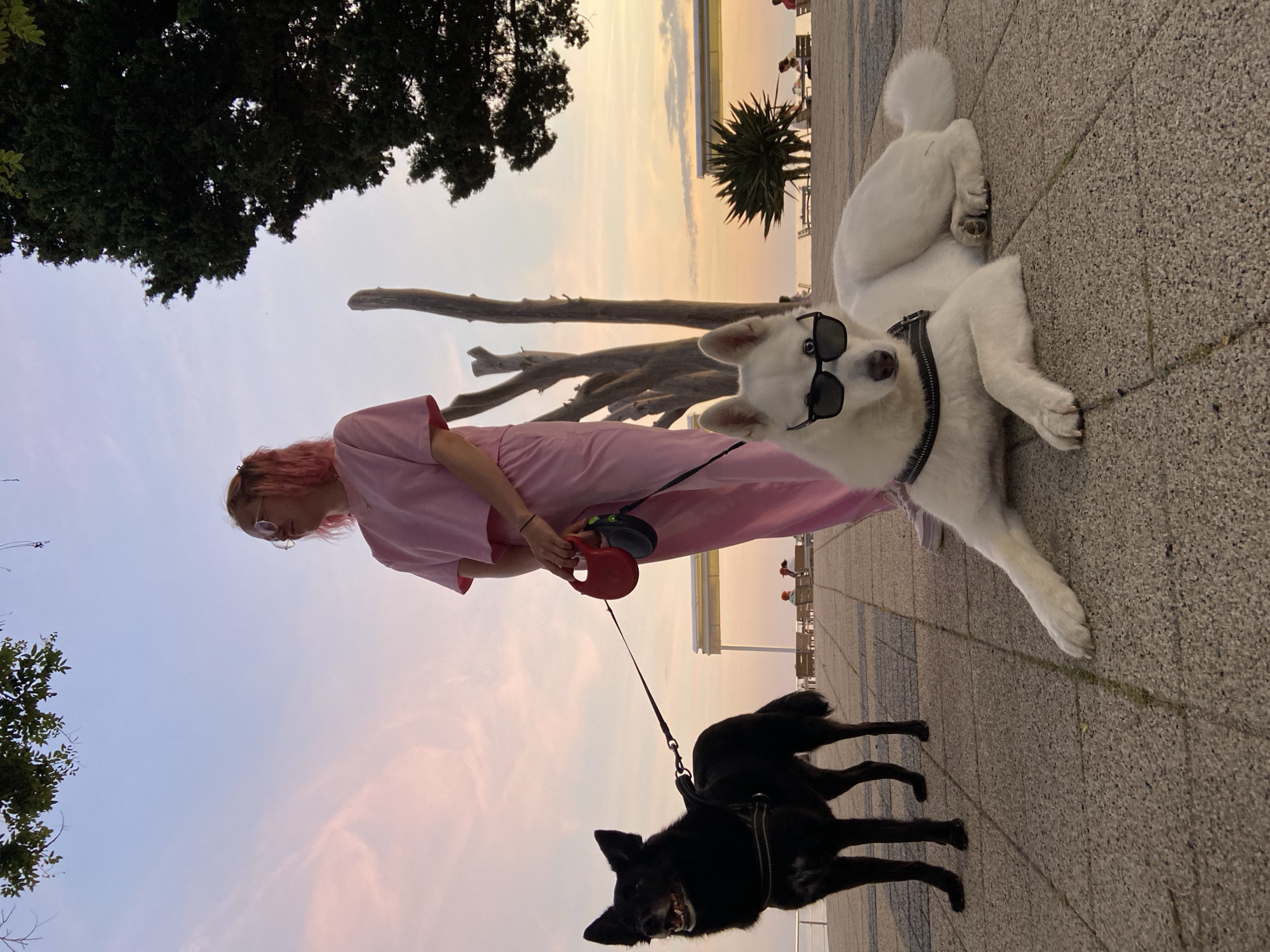 Woman walks dog near driftwood sculptures on Montenegro coast