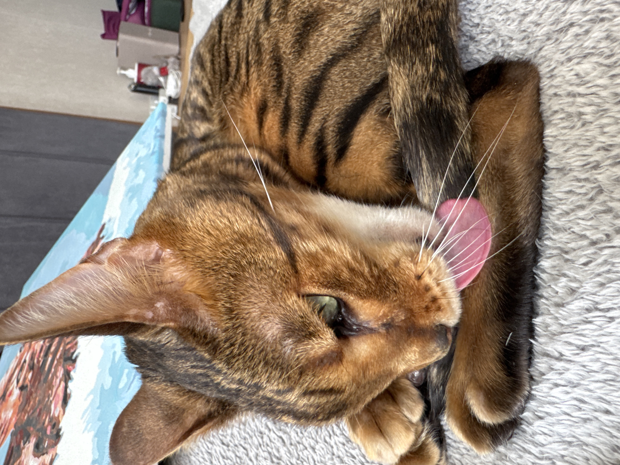 Bengal cat rests beside painted portrait of itself