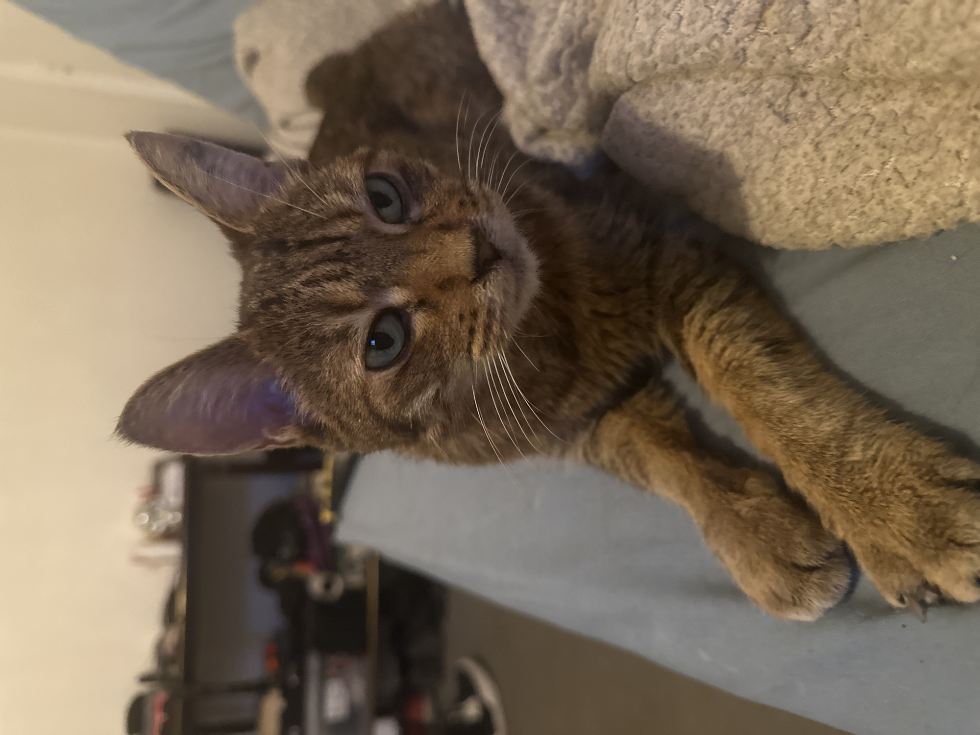 Tabby cat lounging on a blue couch, Paris evening