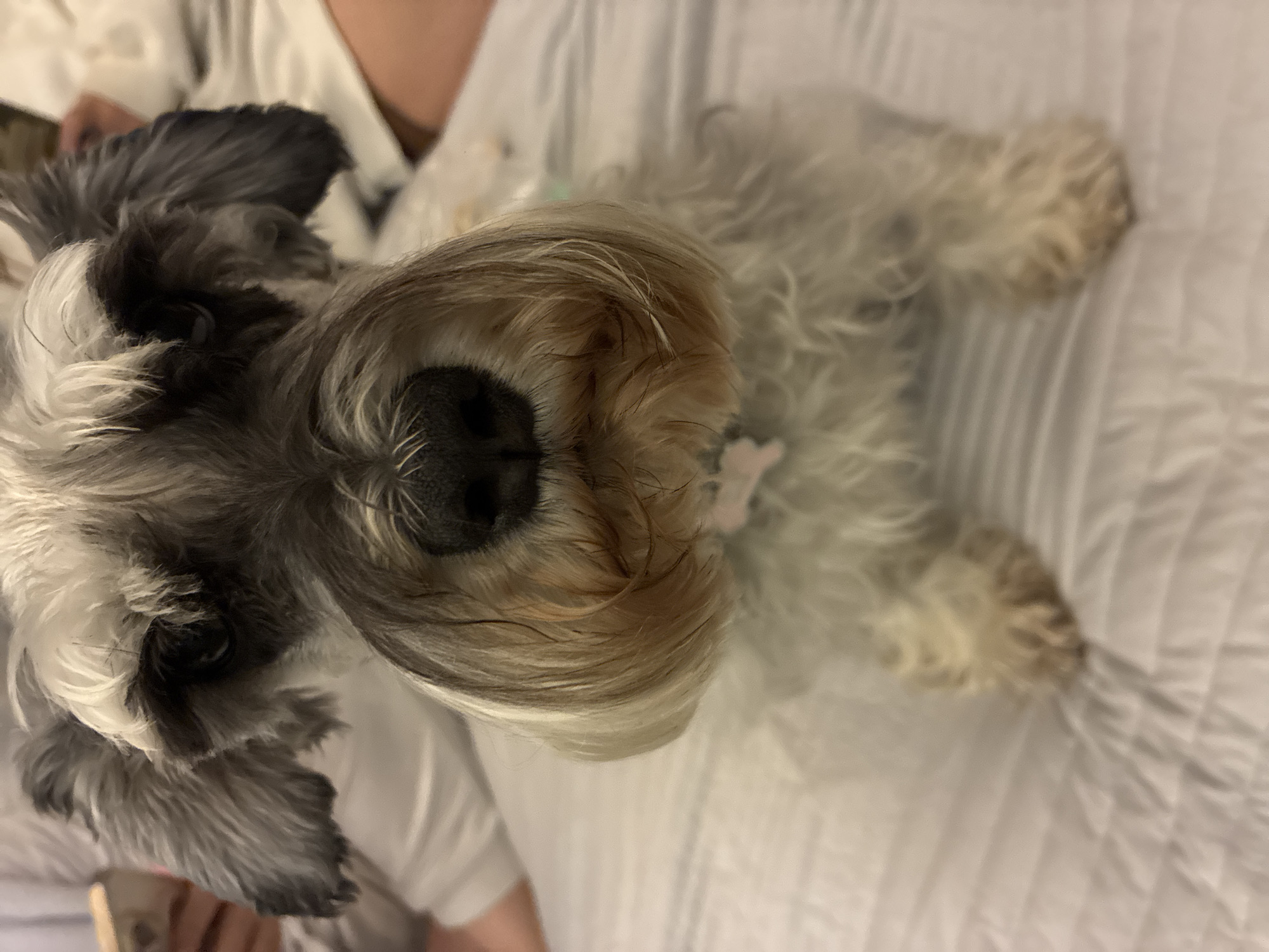 Miniature Schnauzer rests on quilted surface in Mexico