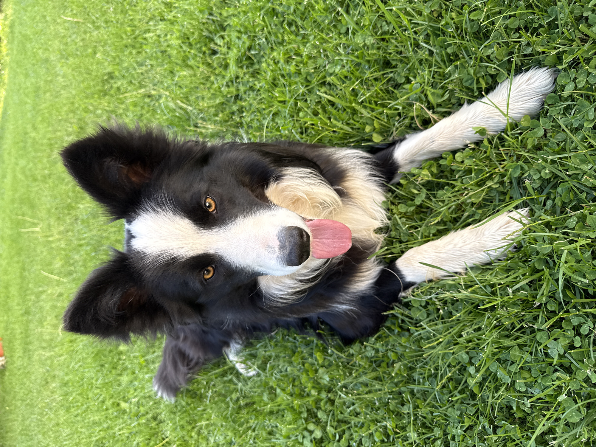 Border Collie and ginger cat spotted in Berkovitsa, Bulgaria