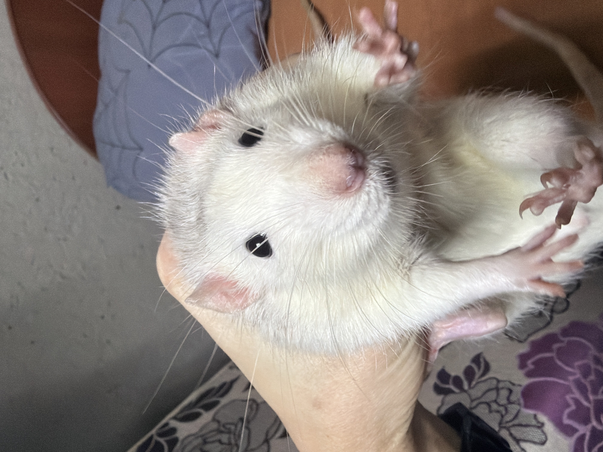 White rat photographed upside down in hand in Dubovaya