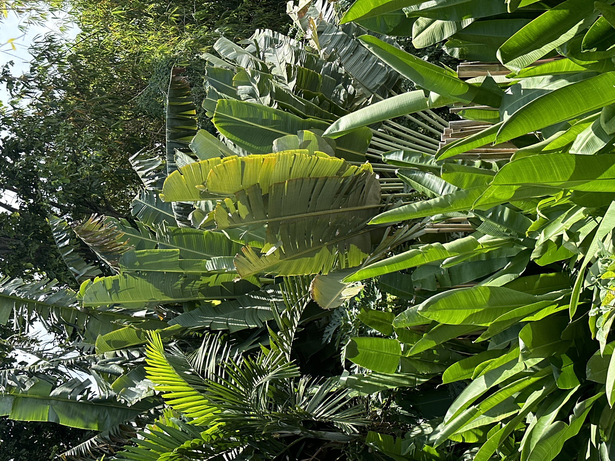 Tropical morning scenes documented over two-hour span