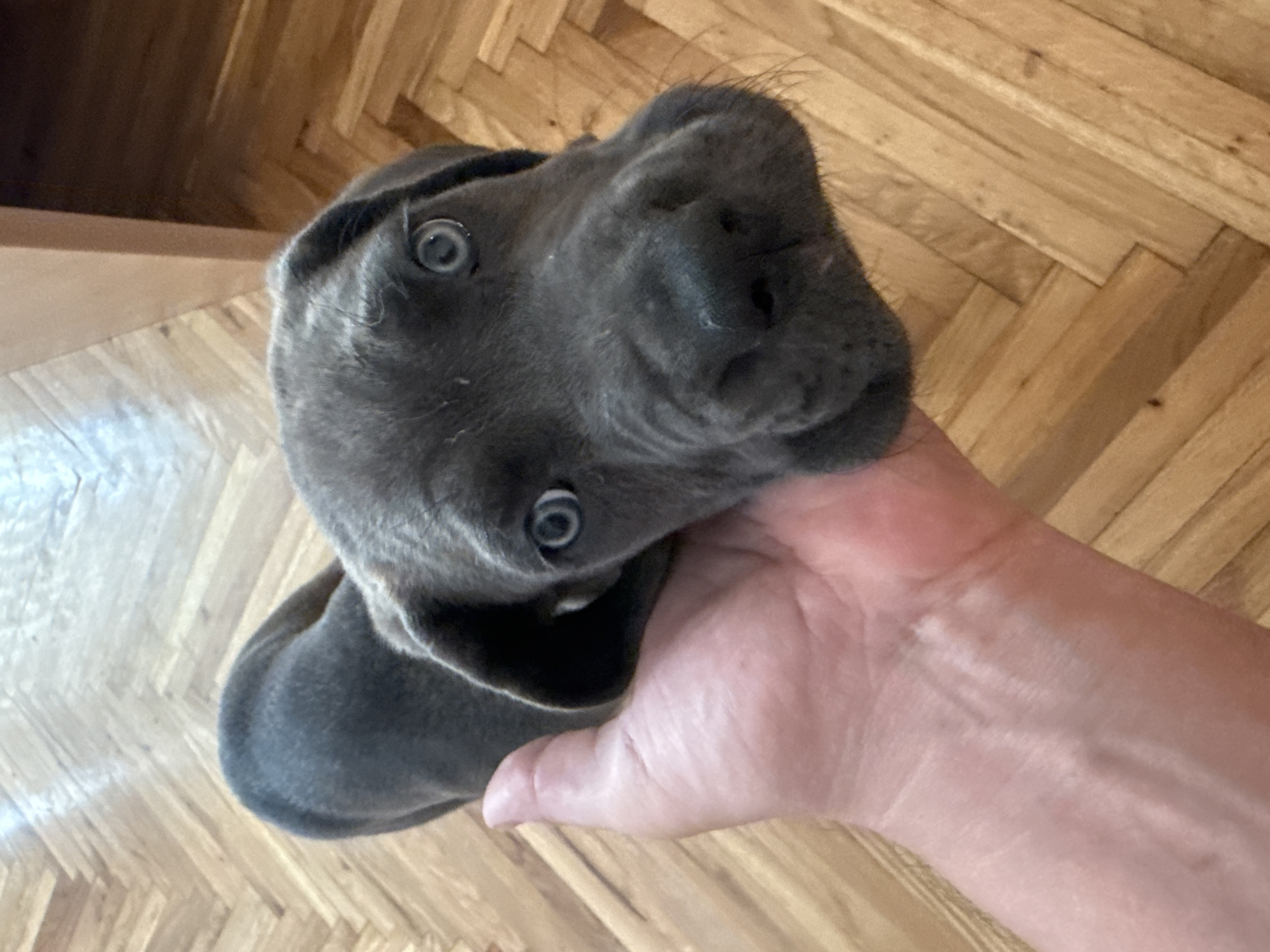 Blue-eyed Great Dane puppy at home in Serbia