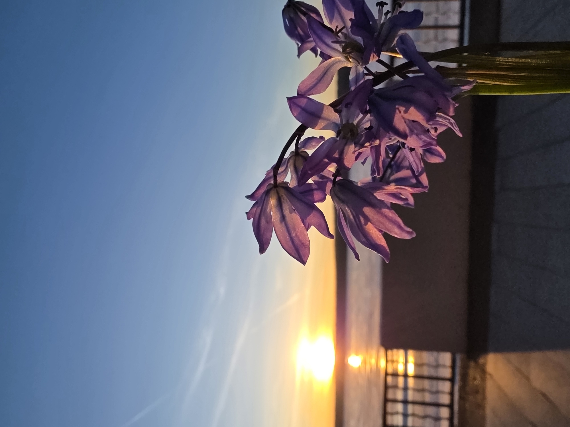Sunset documented along Chaikovsky waterfront with flowers and swing