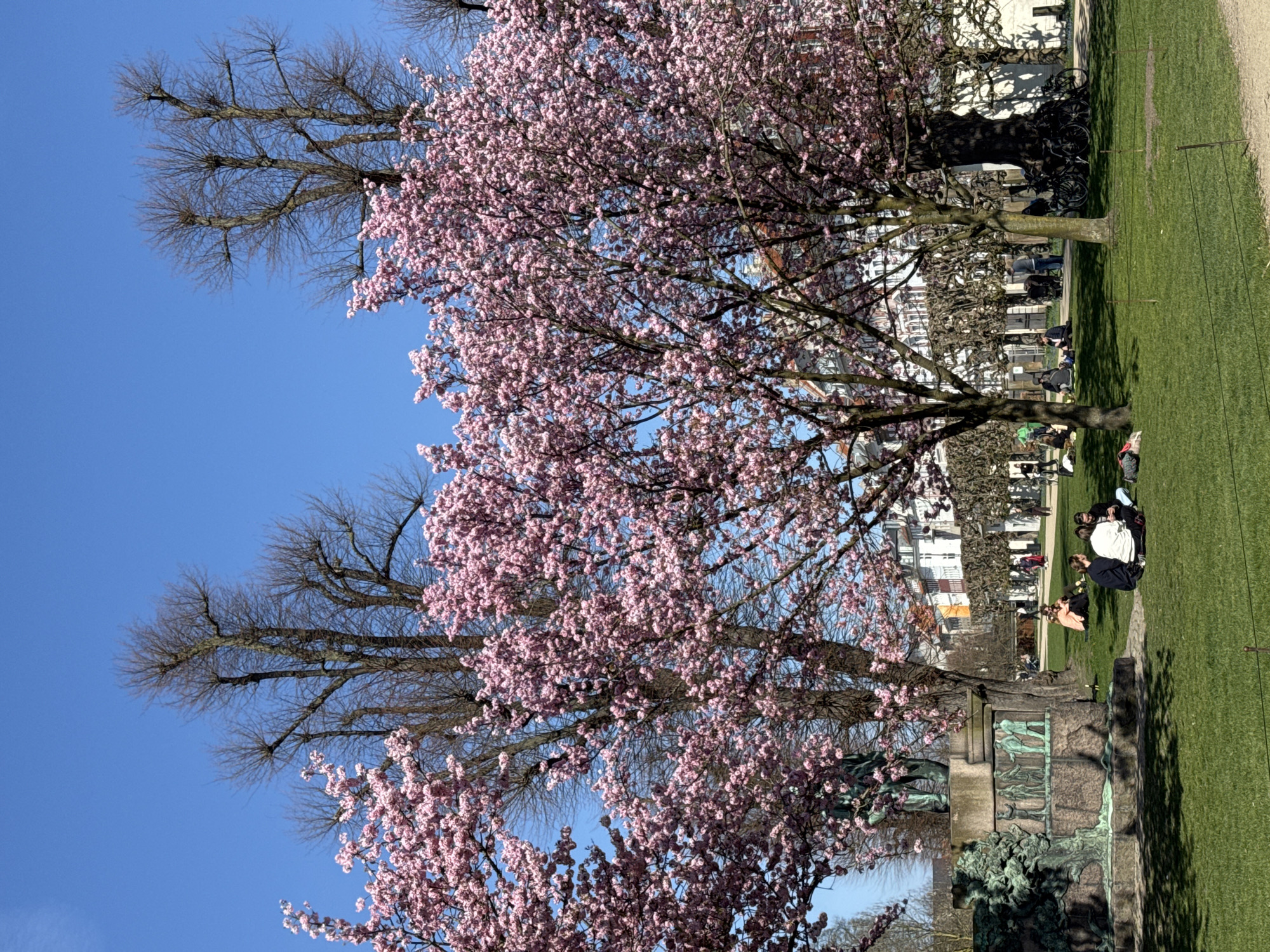 Cherry blossoms peak in Copenhagen park on sunny spring day