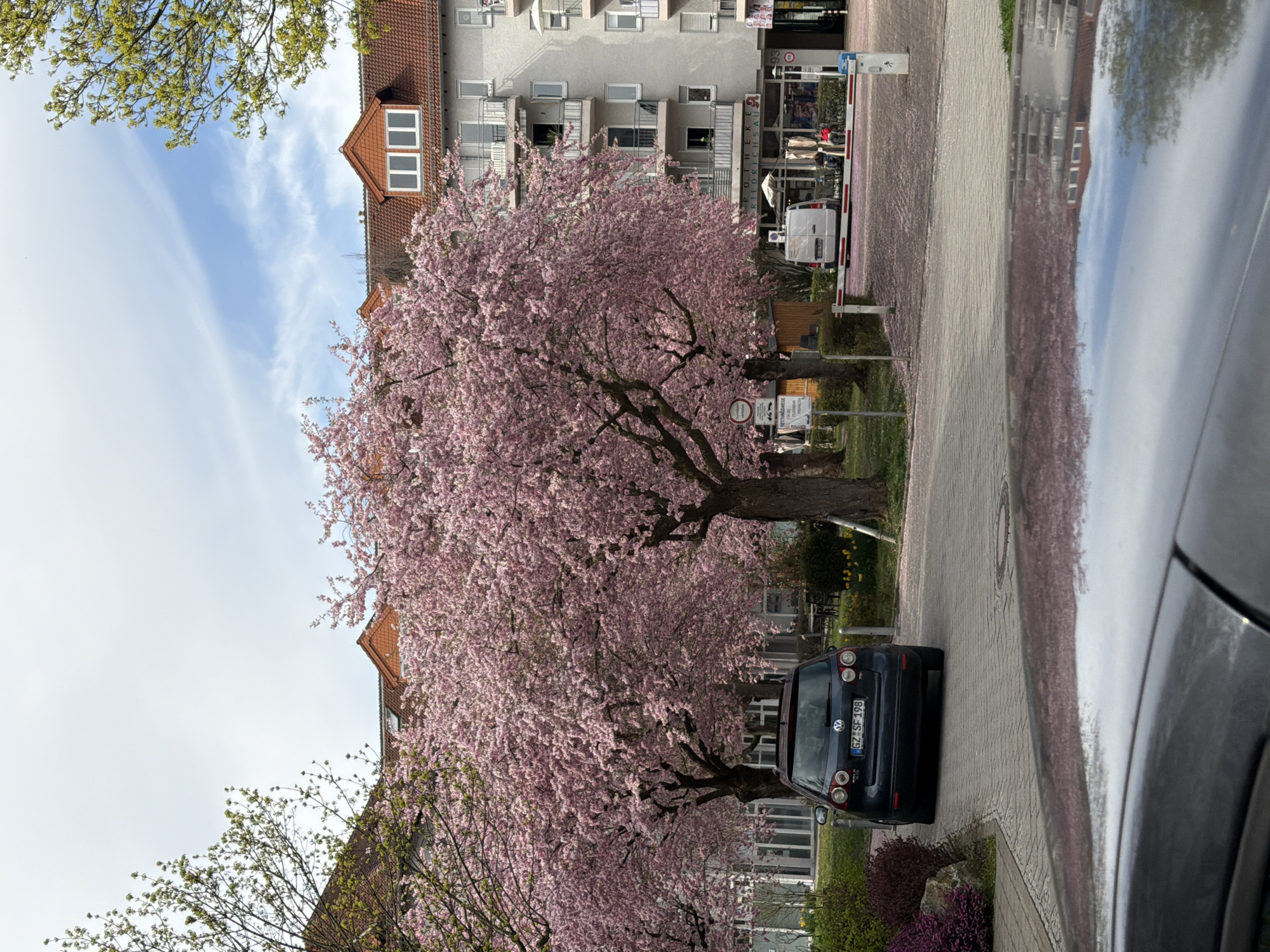 Cherry blossoms bloom along street in Ulm, Germany