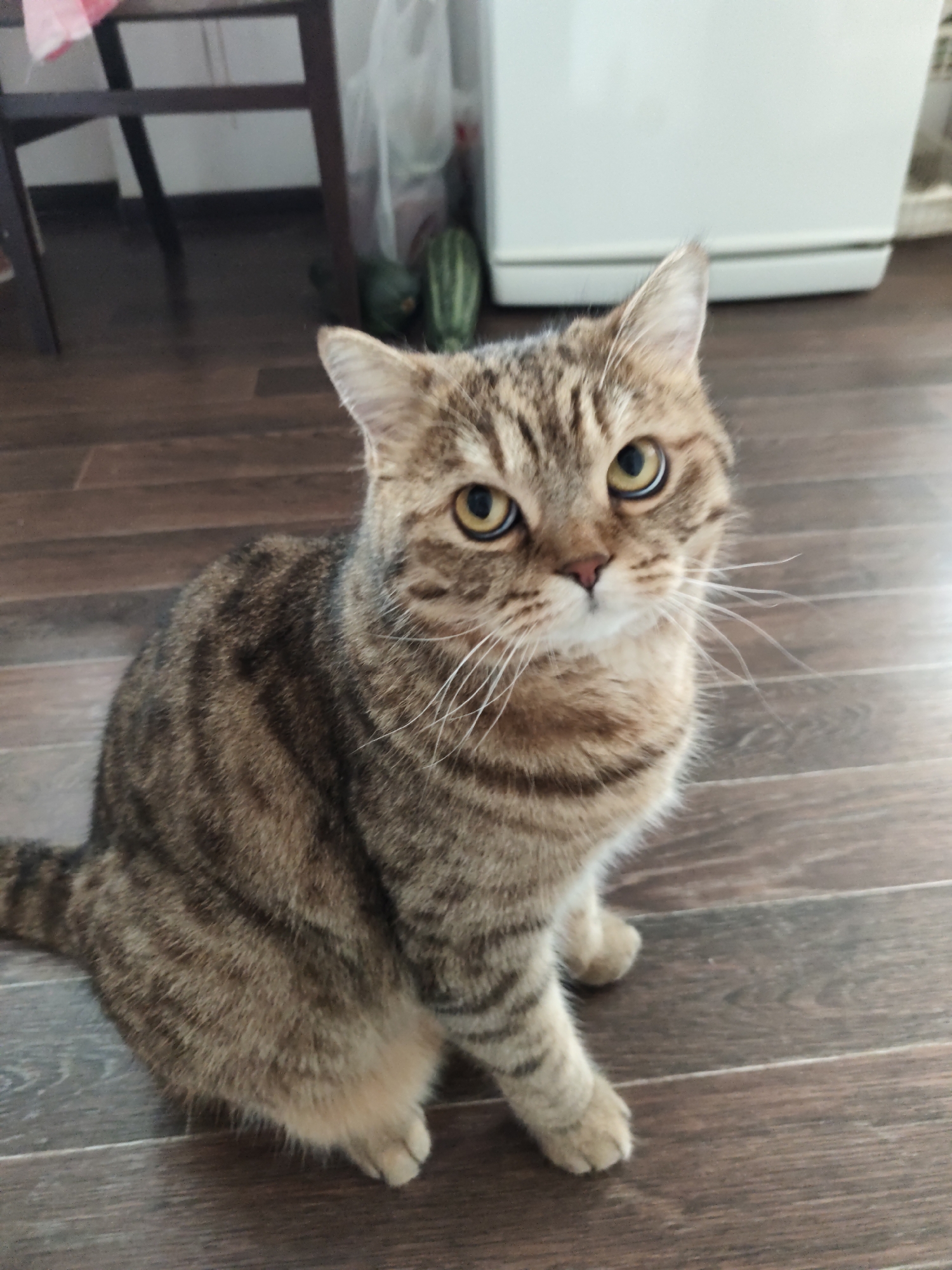 Tabby cat relaxing on wooden floors in a Russian apartment
