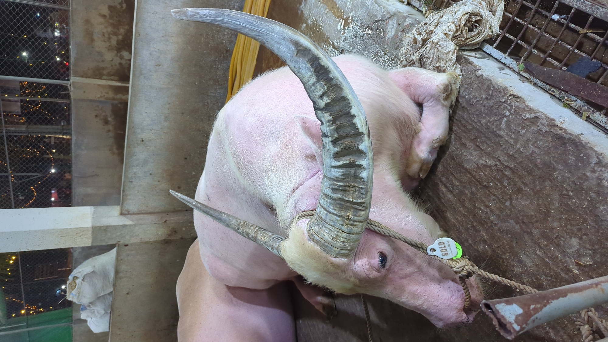 Livestock market activity observed in Dhaka Bangladesh