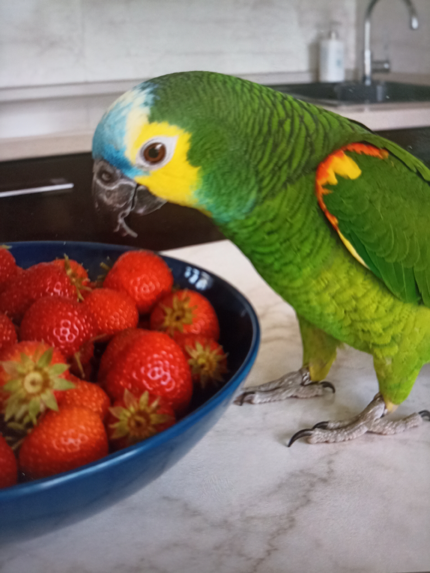 Parrot, cat, street music, and quiet morning vibes in Chekhov