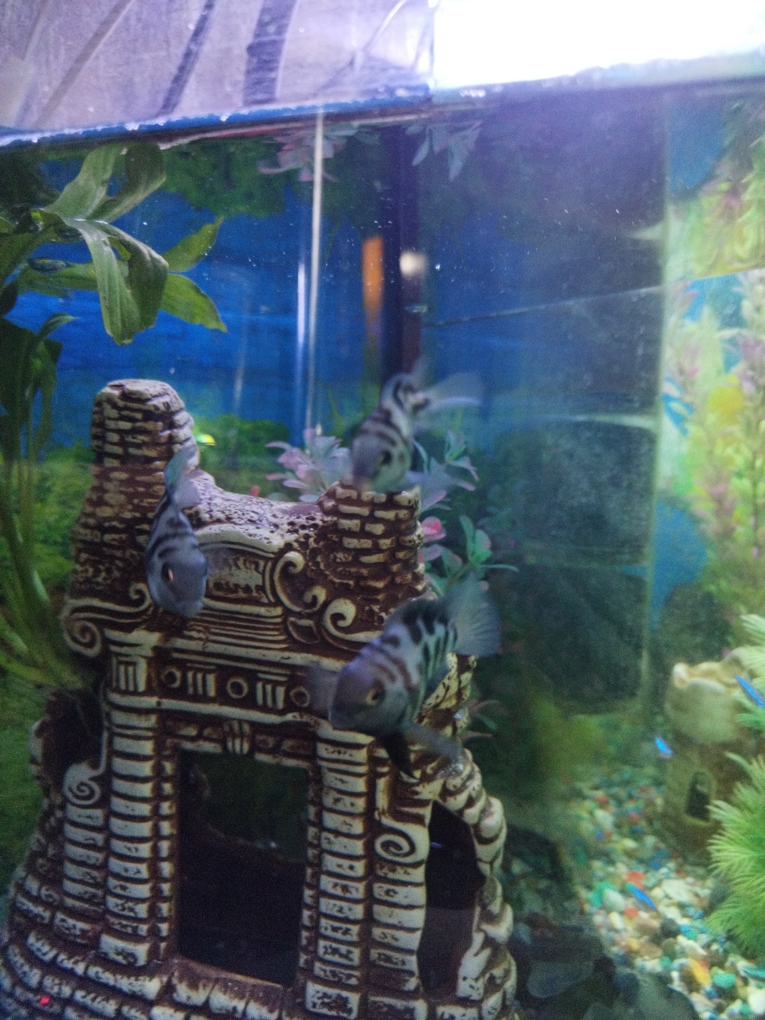 Yakutsk aquarium enthusiast documents colorful tropical fish collection
