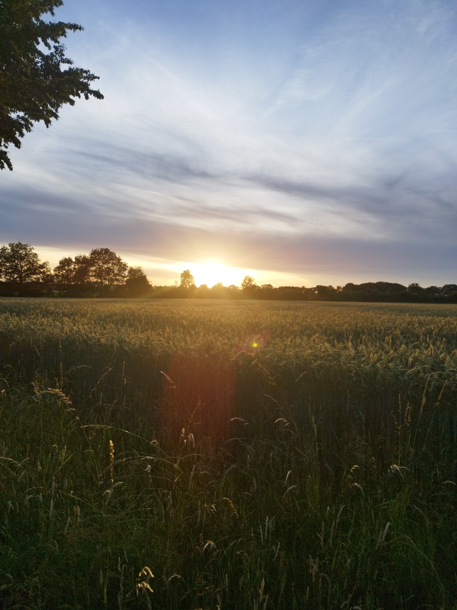 Summer sunset walk with a dog through rural Schiffdorf