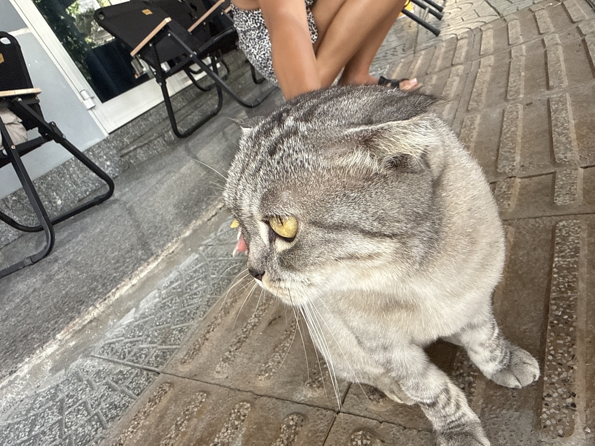 Street cat documented in various activities around Đà Nẵng sidewalks