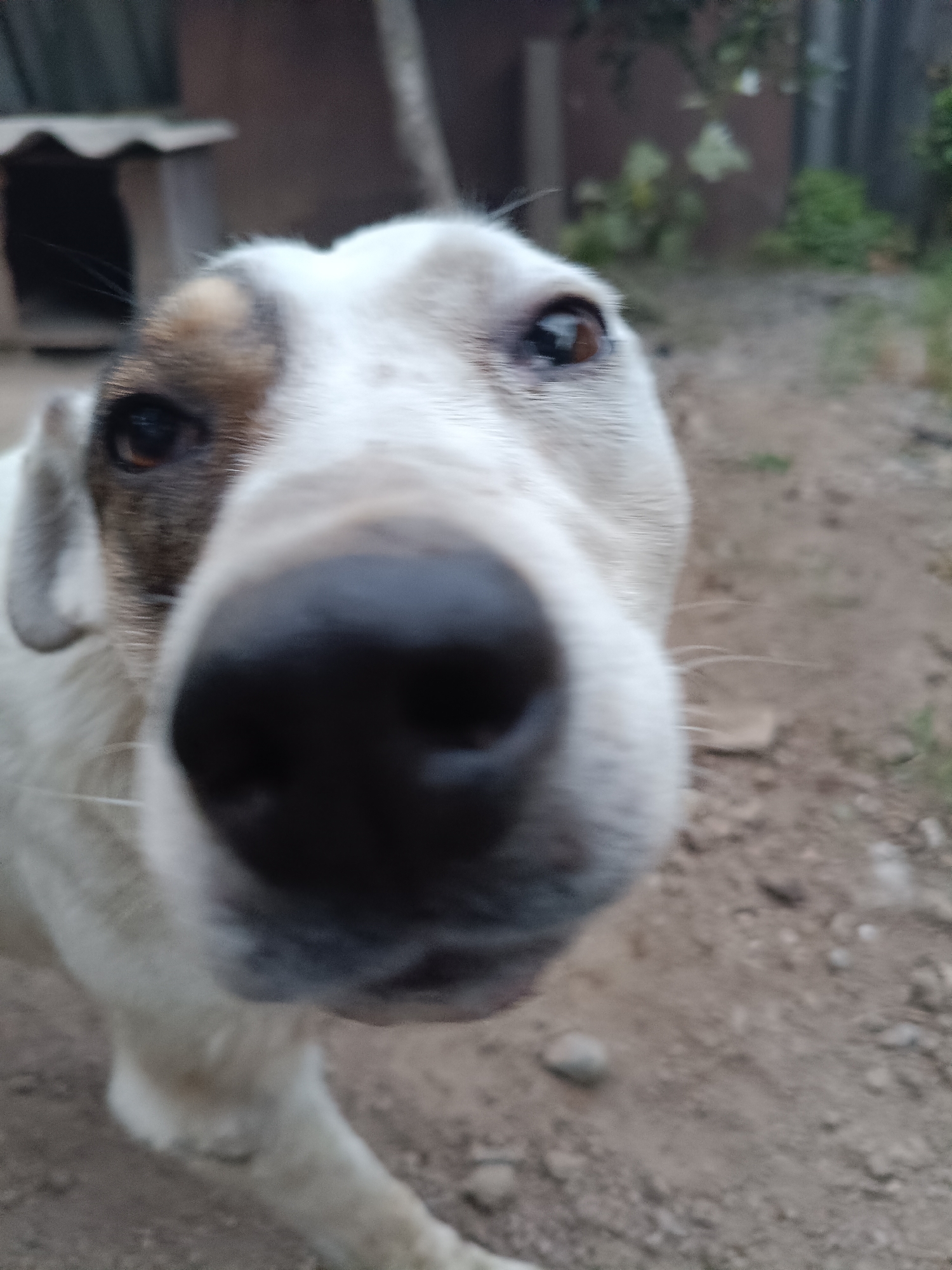 Cats, a dog, and walnuts on a Bishkek afternoon