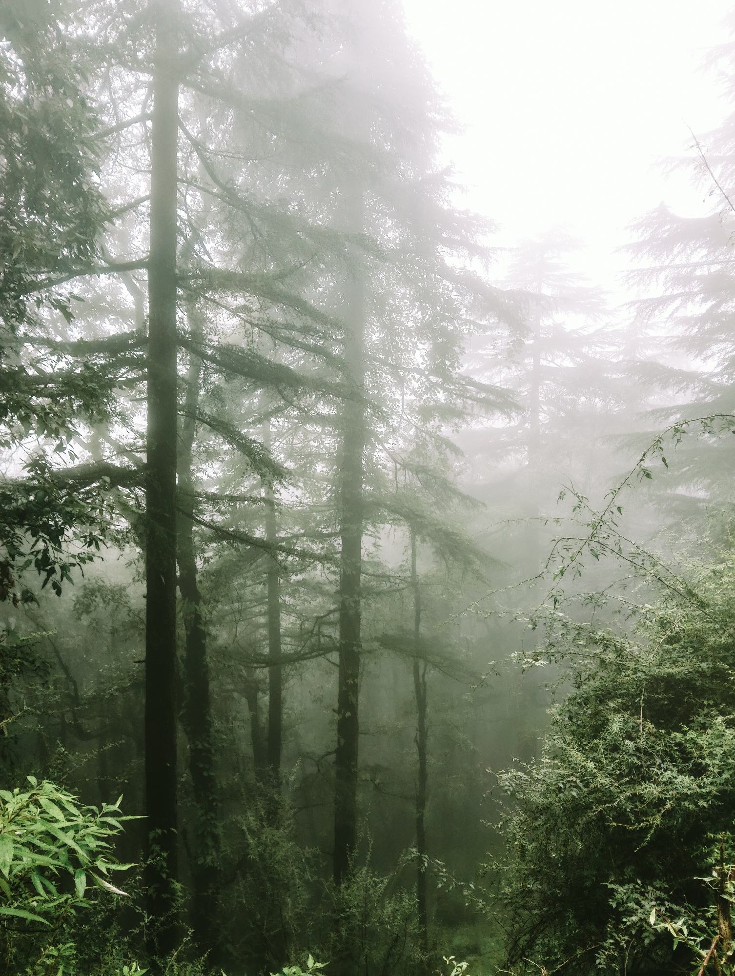 Misty forest morning in Dharamkot, monks on a foggy road