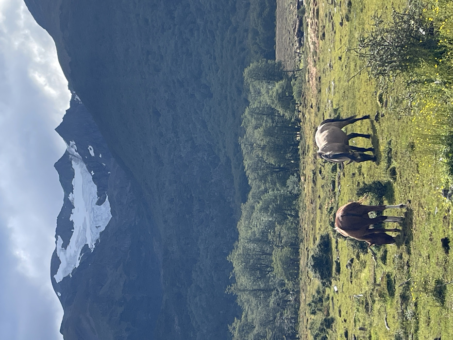 Hiking group with dogs explores Ushuaia mountain trails