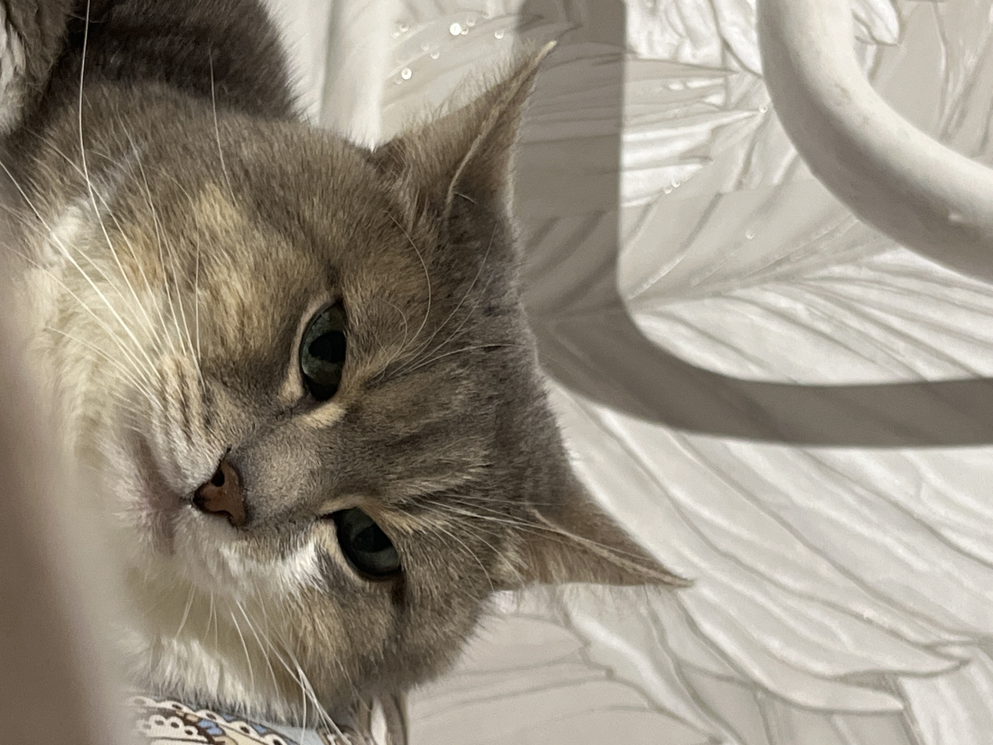 Tabby cat rests on bedding in Neftekamsk home