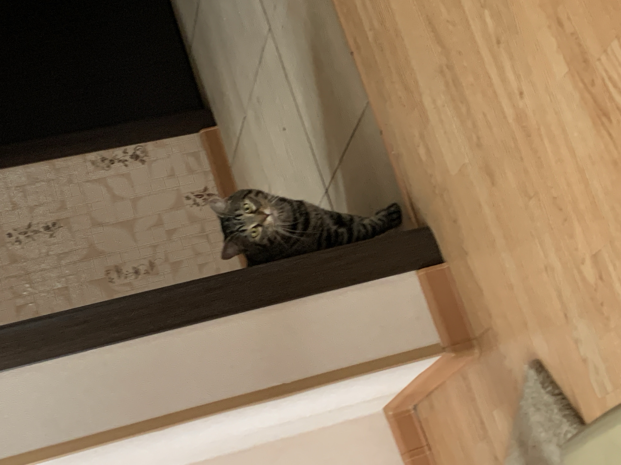 Morning routine with tabby cat documented in Stavropol home