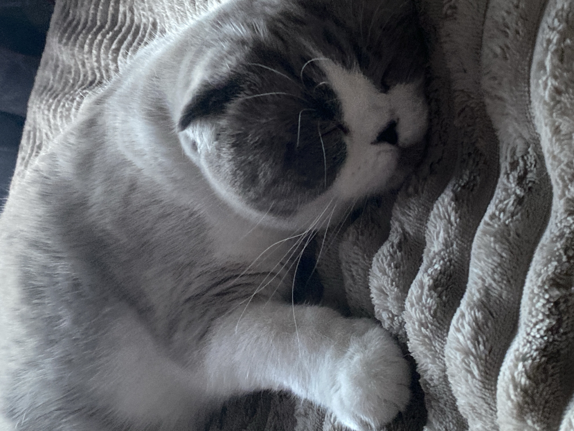 Grey and white cat sleeping, photographed from every angle