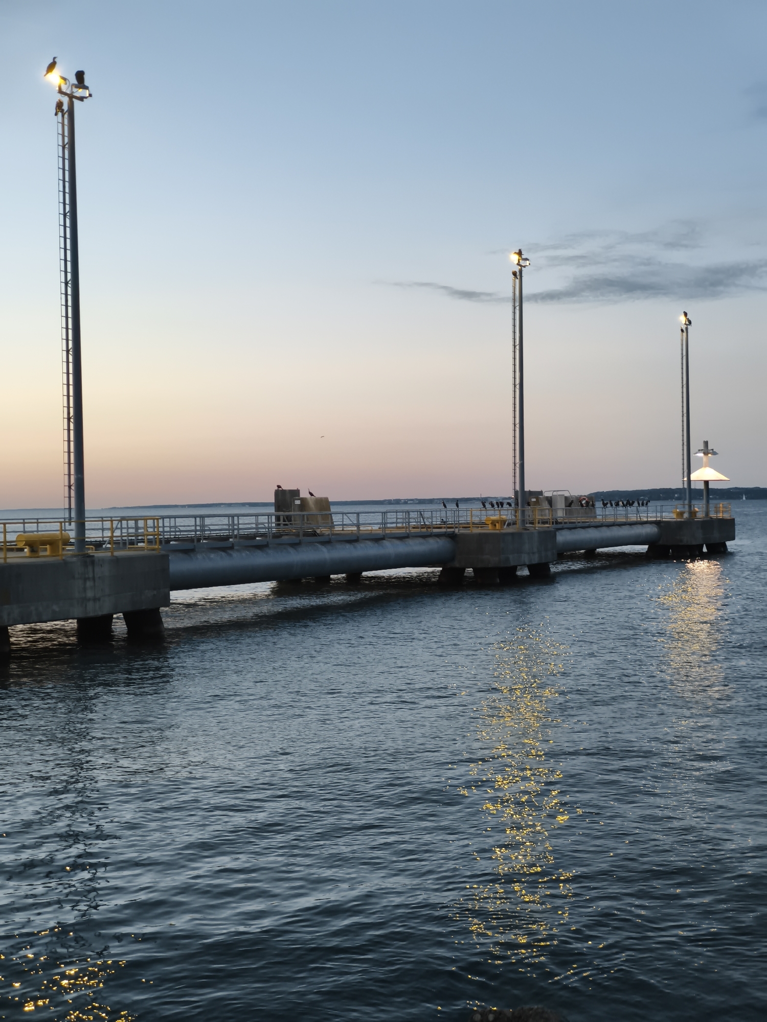 Cormorants on a Tallinn pier at dusk, Baltic light fading
