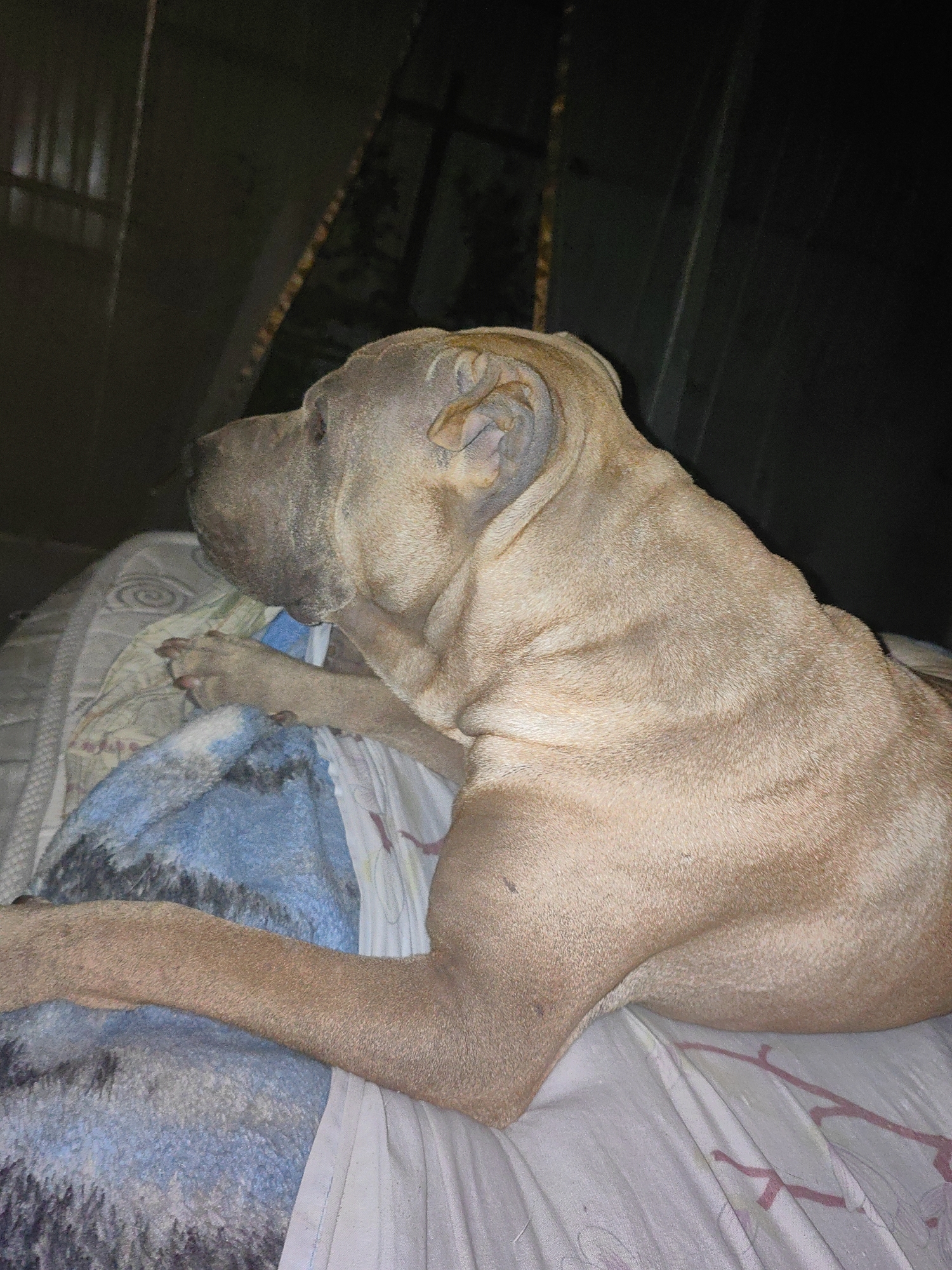 Shar-Pei deep asleep on a floral bed in Shymkent