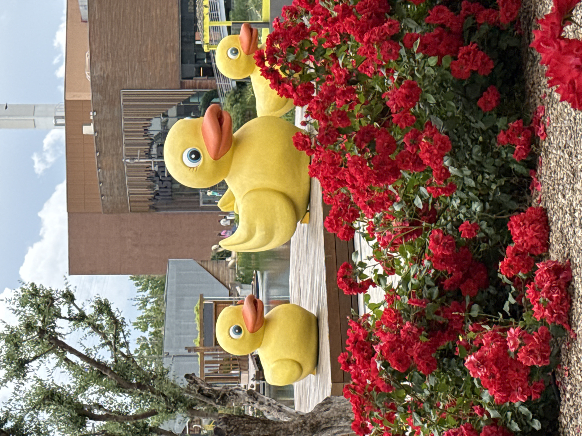 Art installation and pond life spotted in Zaragoza
